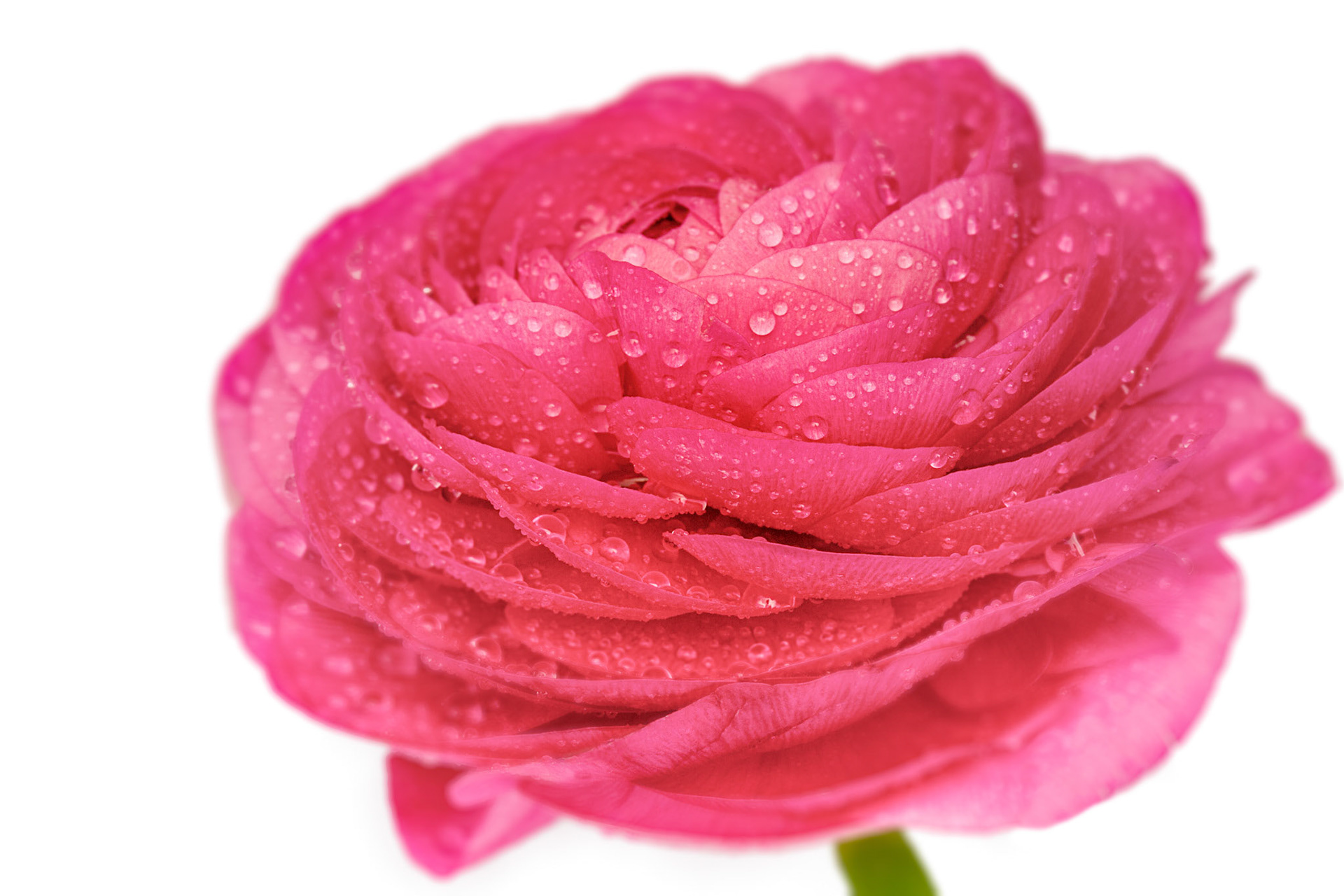 Pink Ranunculus - S101
