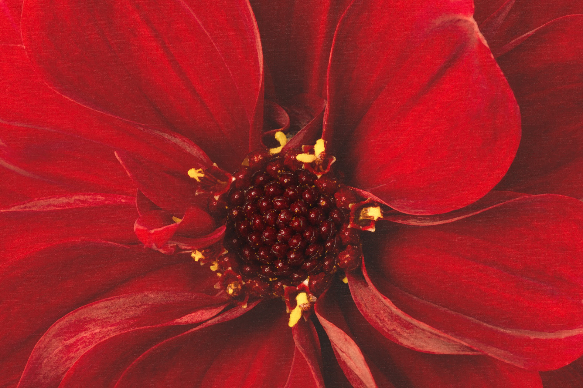 Dahlia - W-0103
