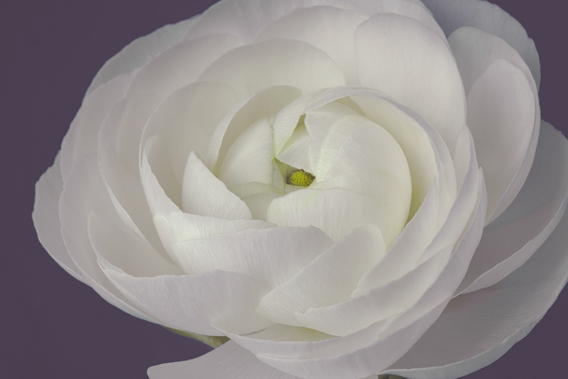 Ranunculus - W-0108