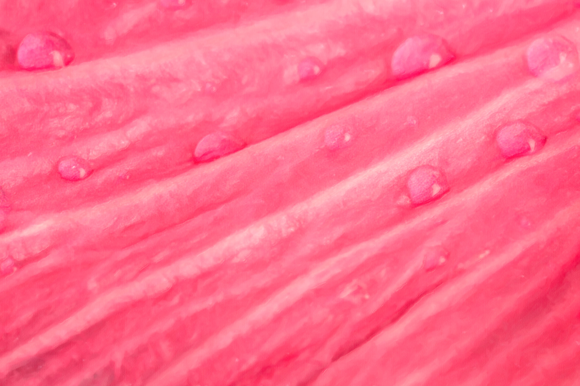 Gerbera - W-0102