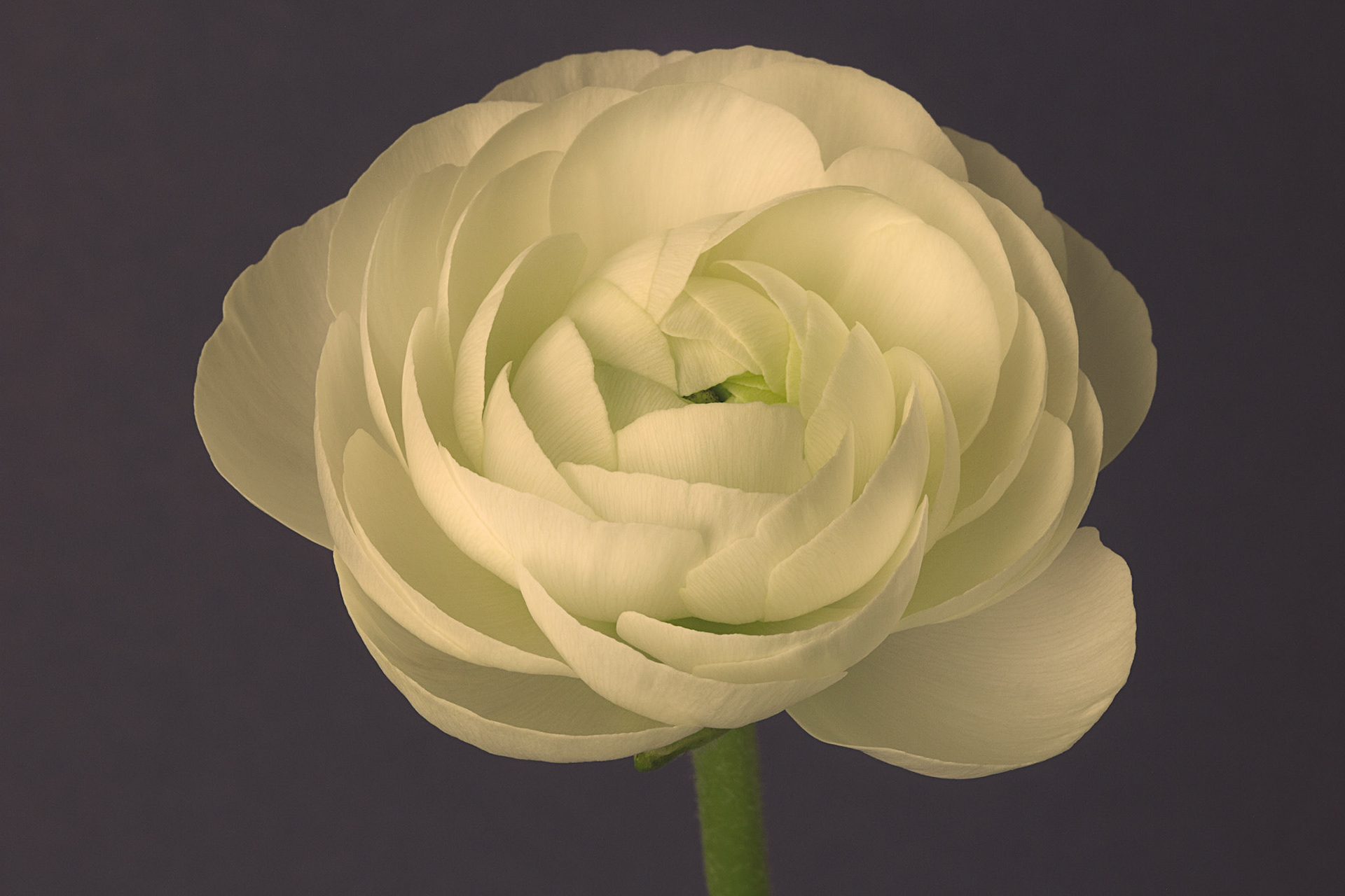 Ranunculus - W-0105