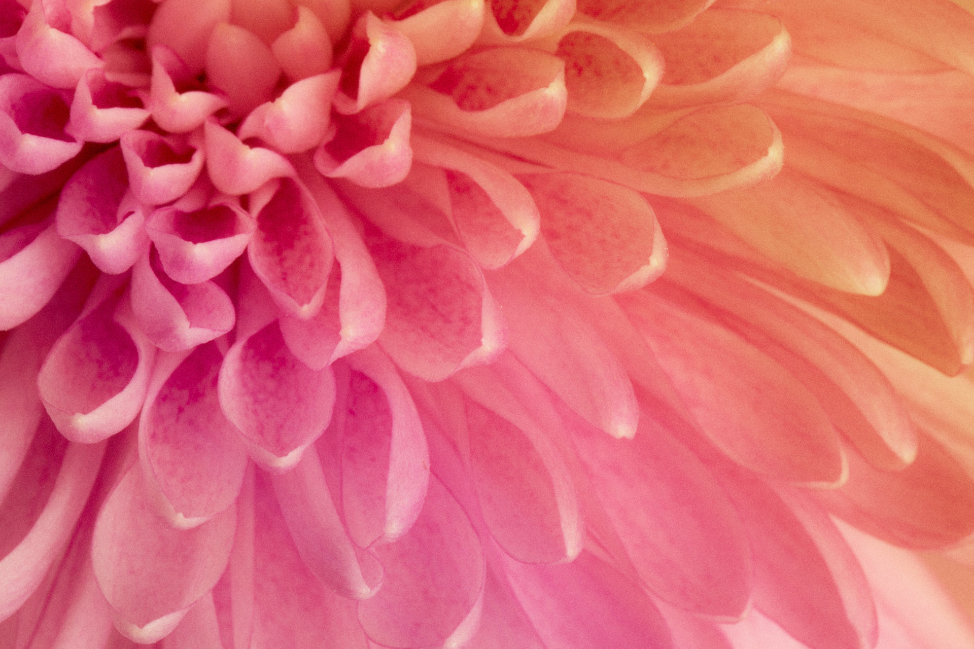 Chrysanthemum - W-0104