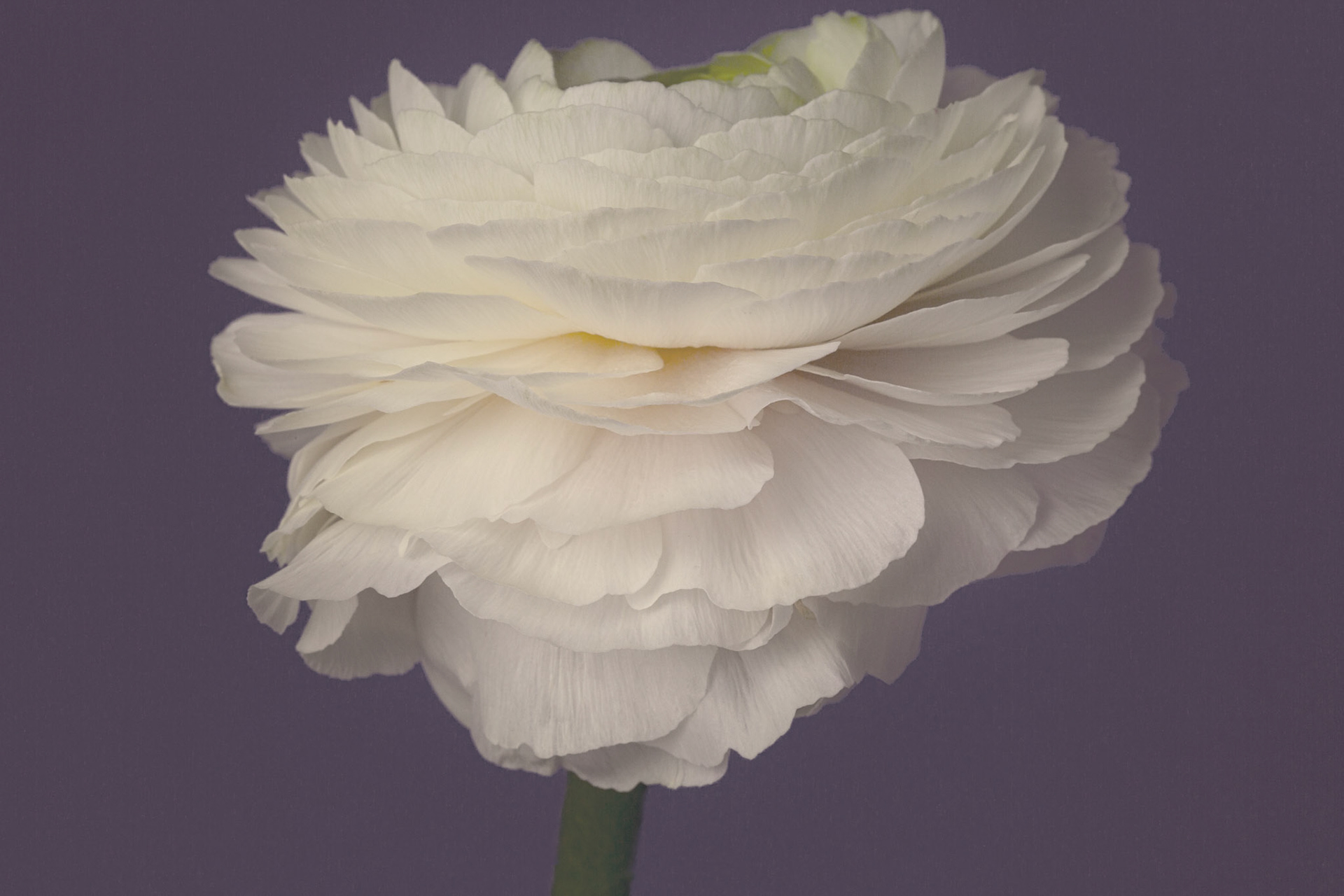 Ranunculus - W-0109