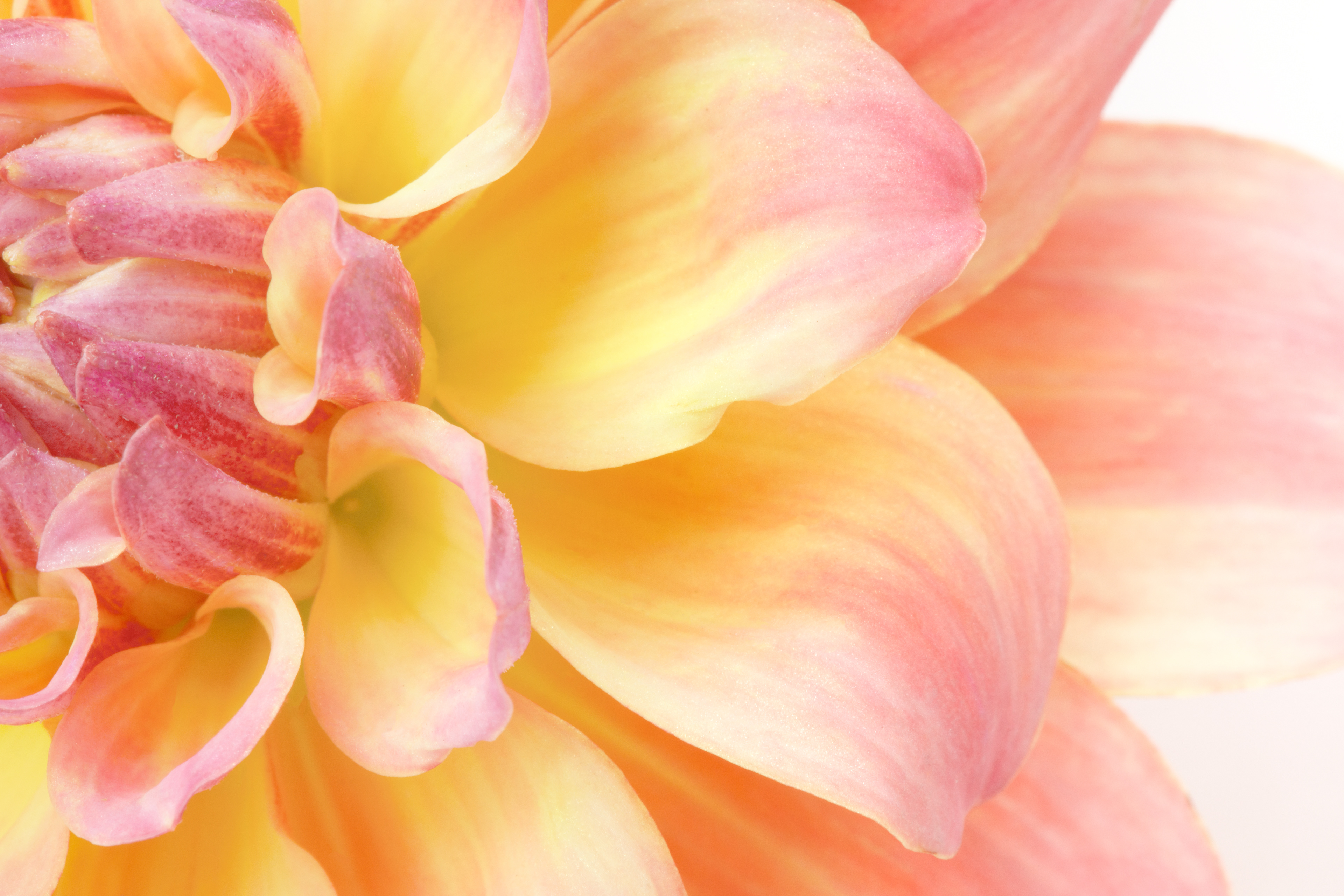 Dahlia - W0107