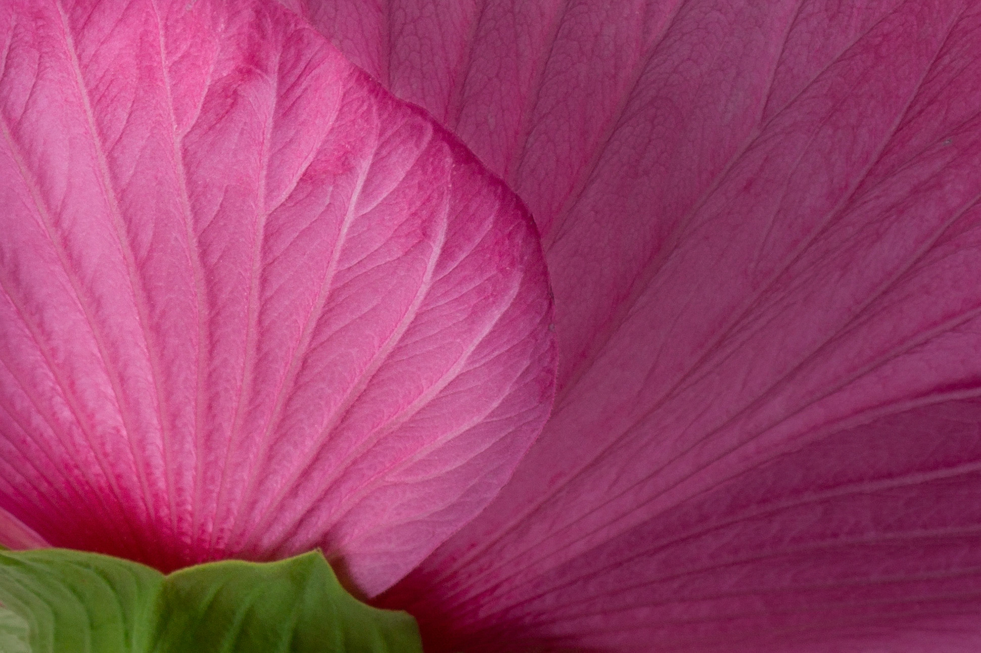Petals - W-0118