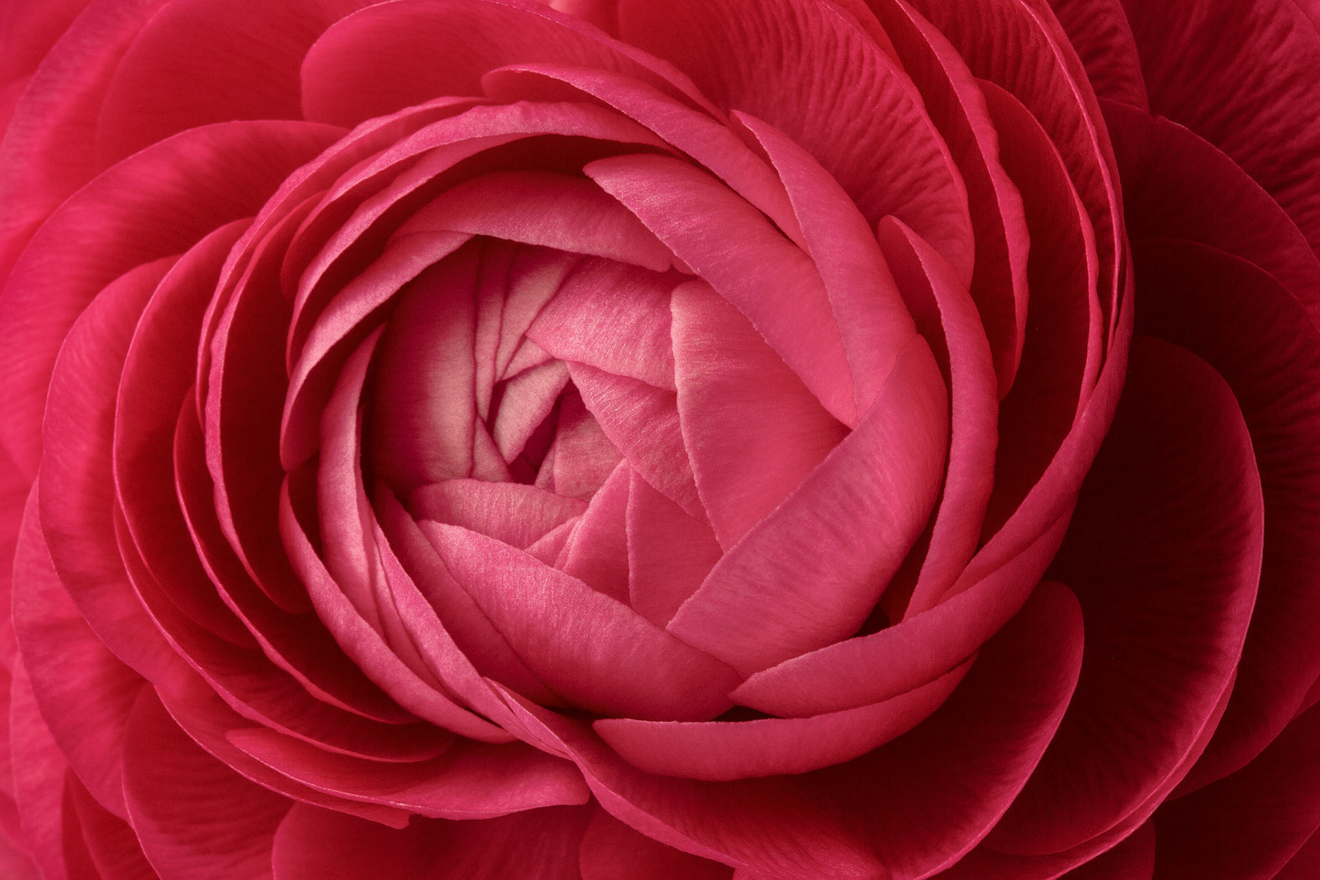 Ranunculus - W-0102