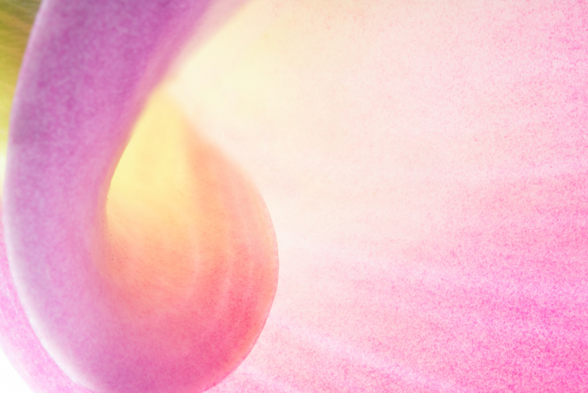 Petals - W-0116