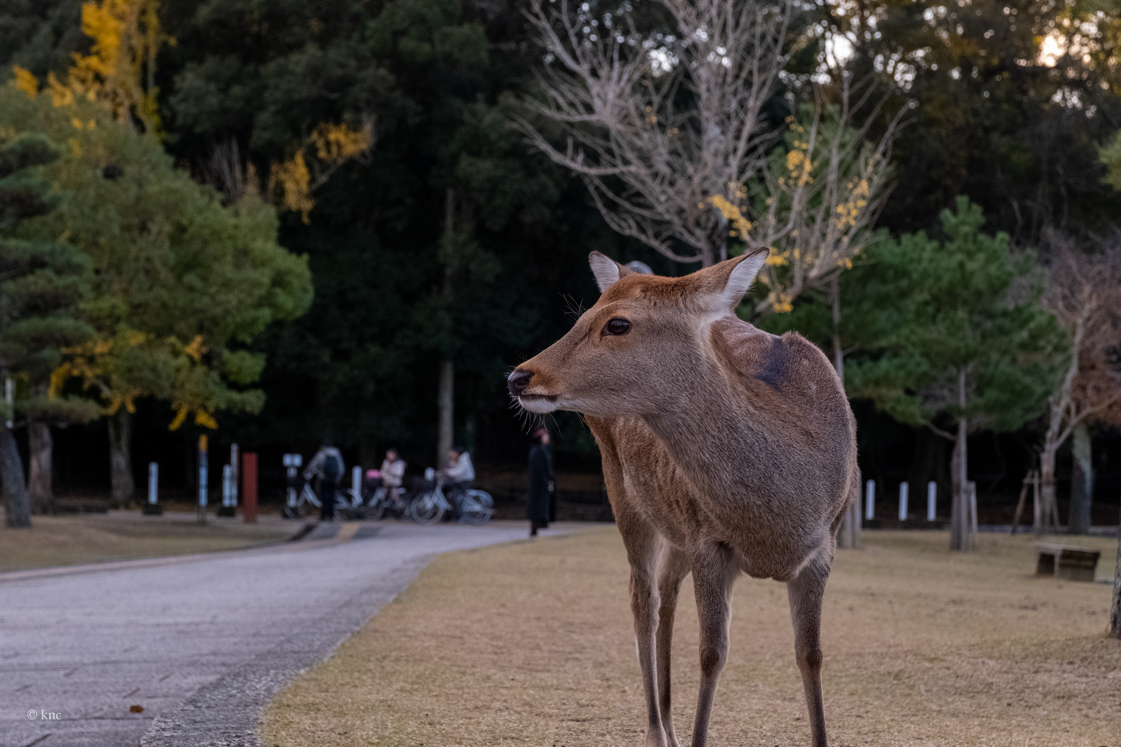 Nara Deer Park