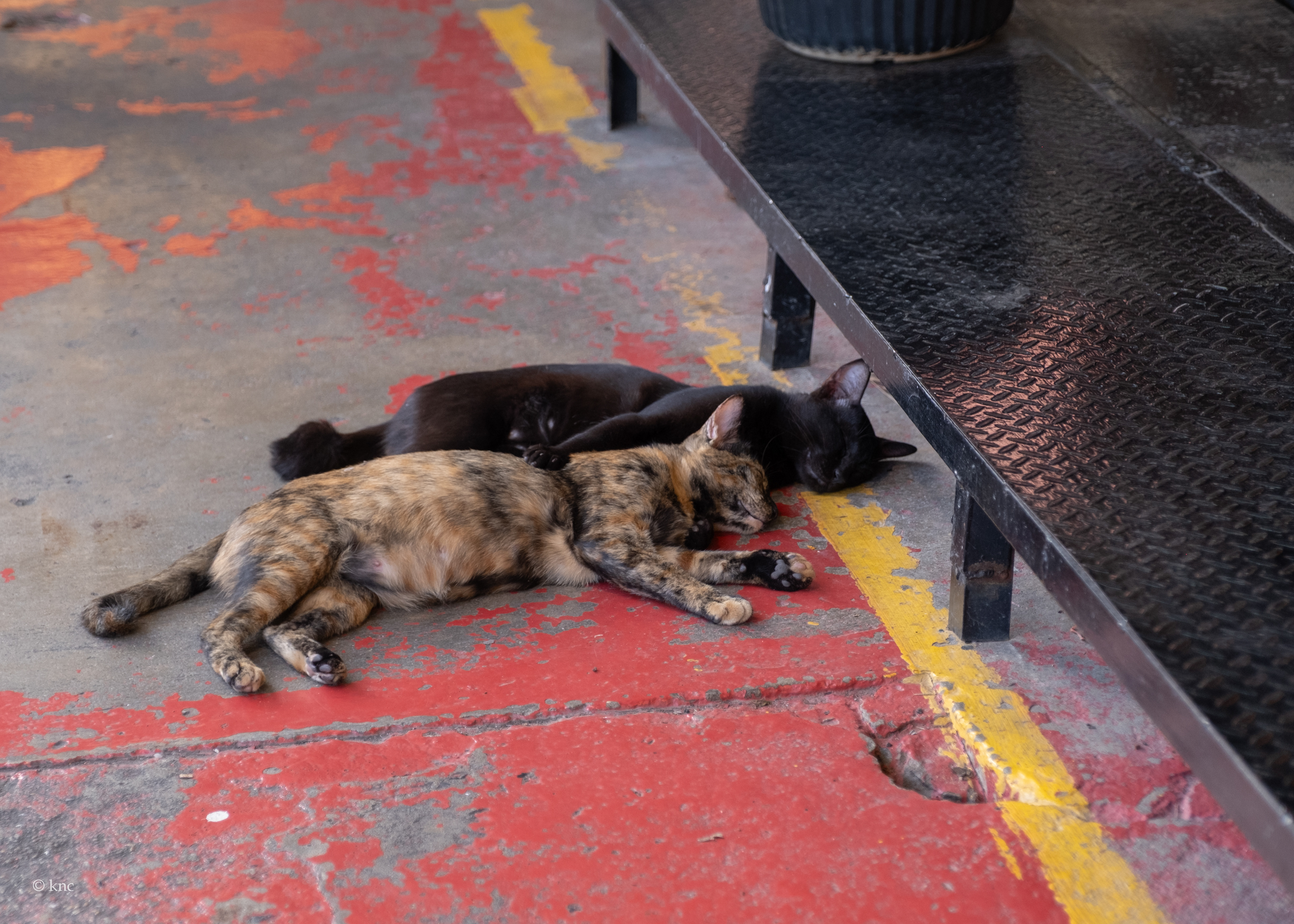 Chatuchak Weekend Market