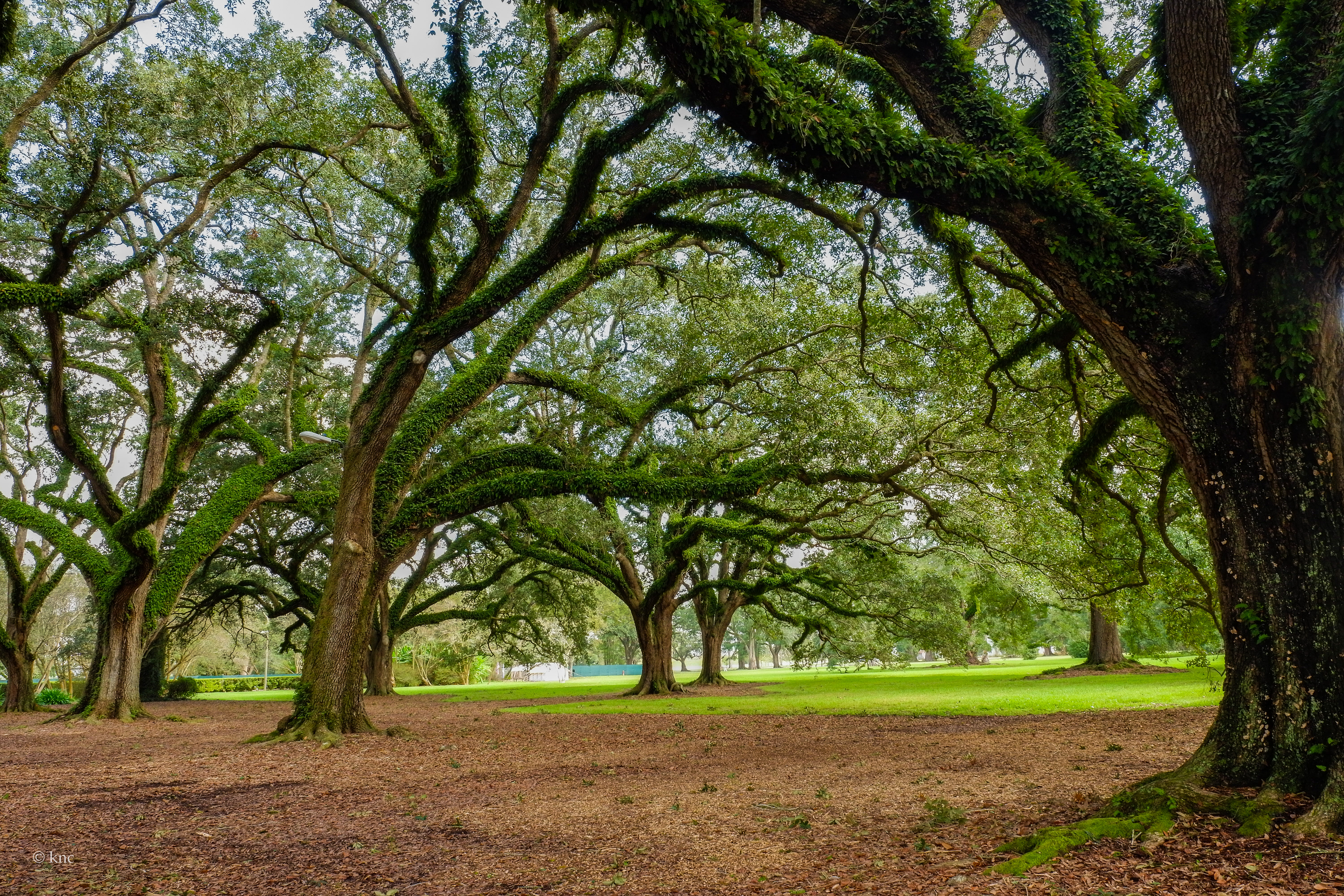 Oak Alley Plantation