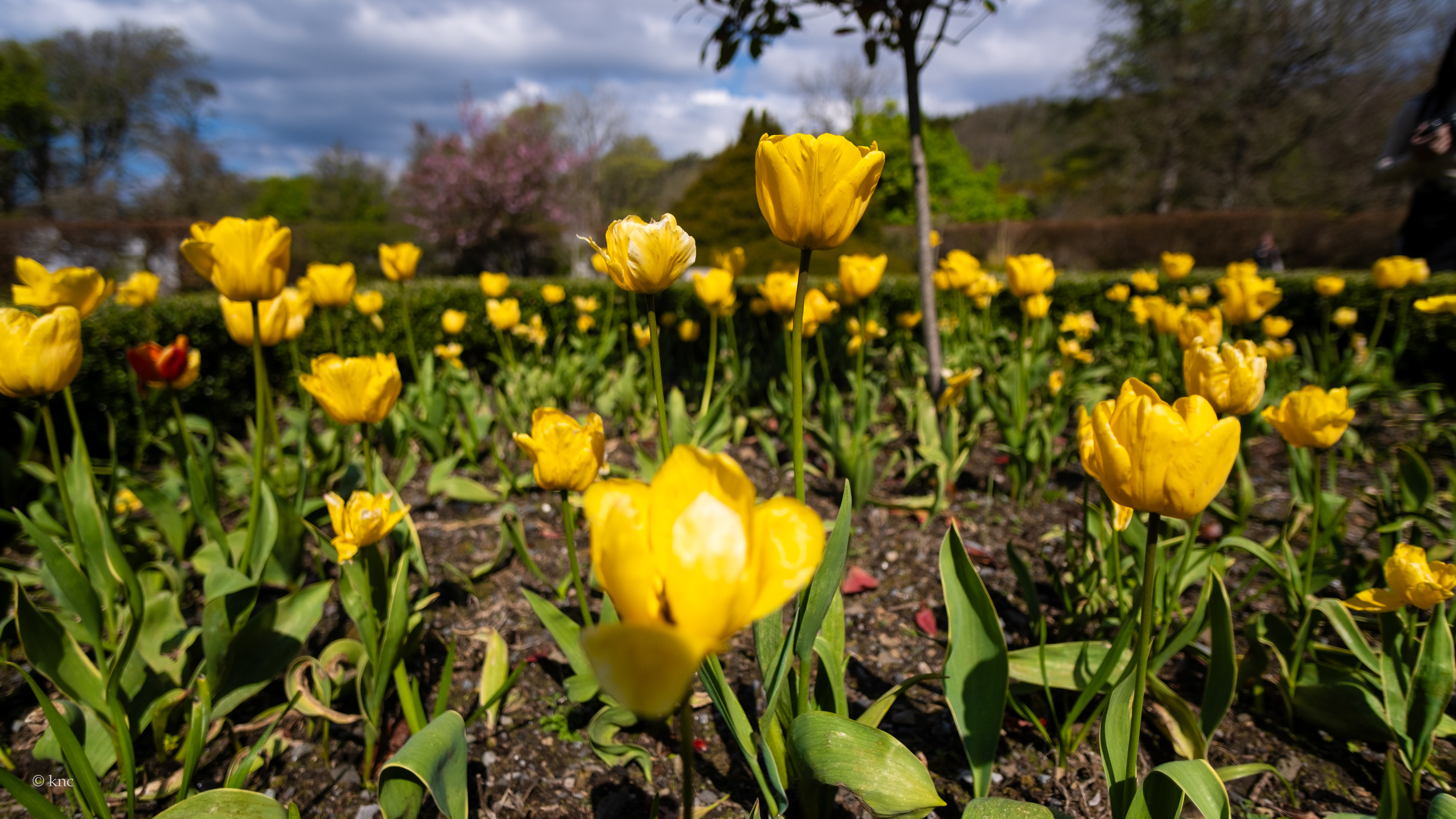 Dunvegan Gardens