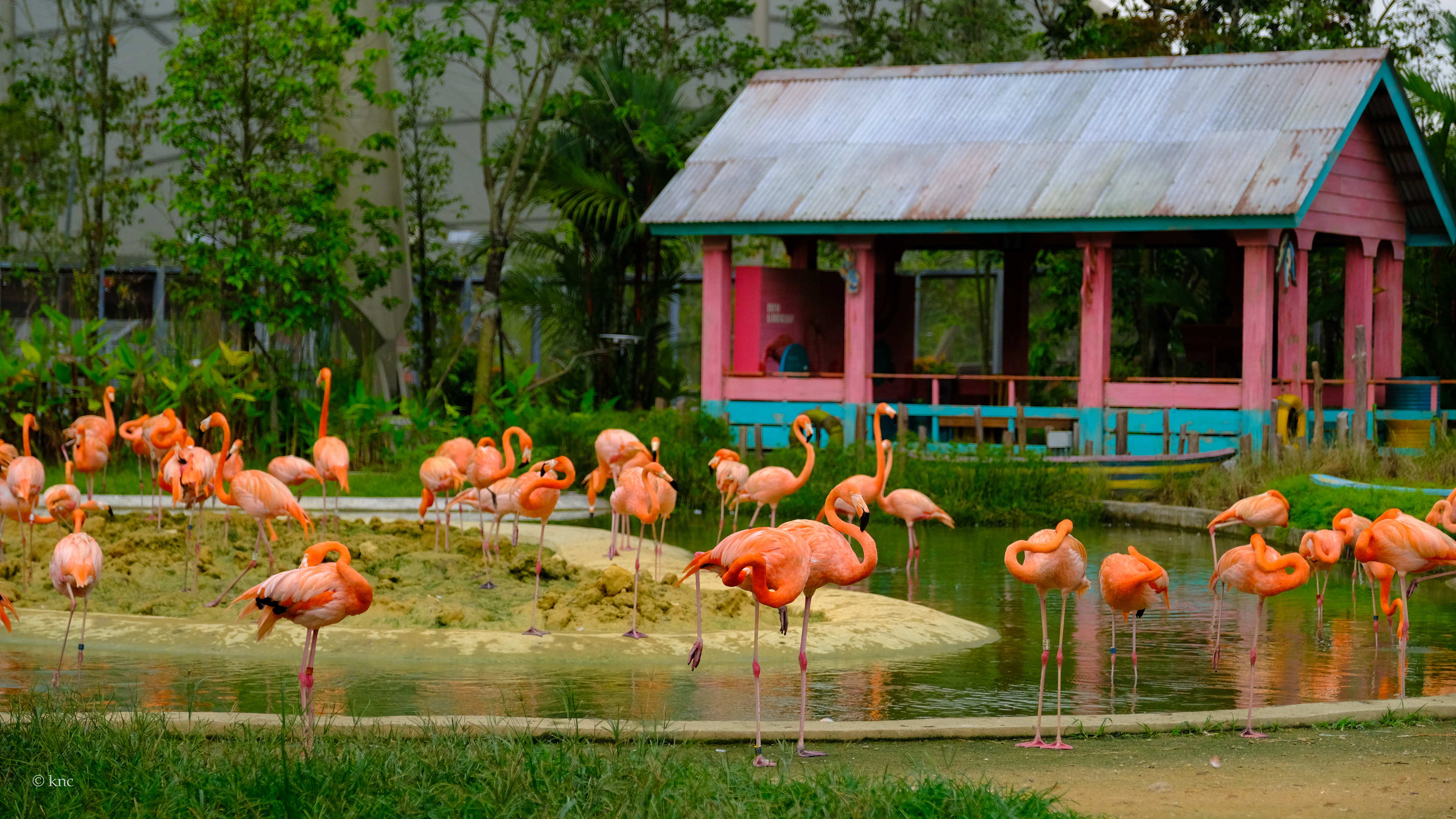 Mandai Wildlife Reserve Bird Paradise