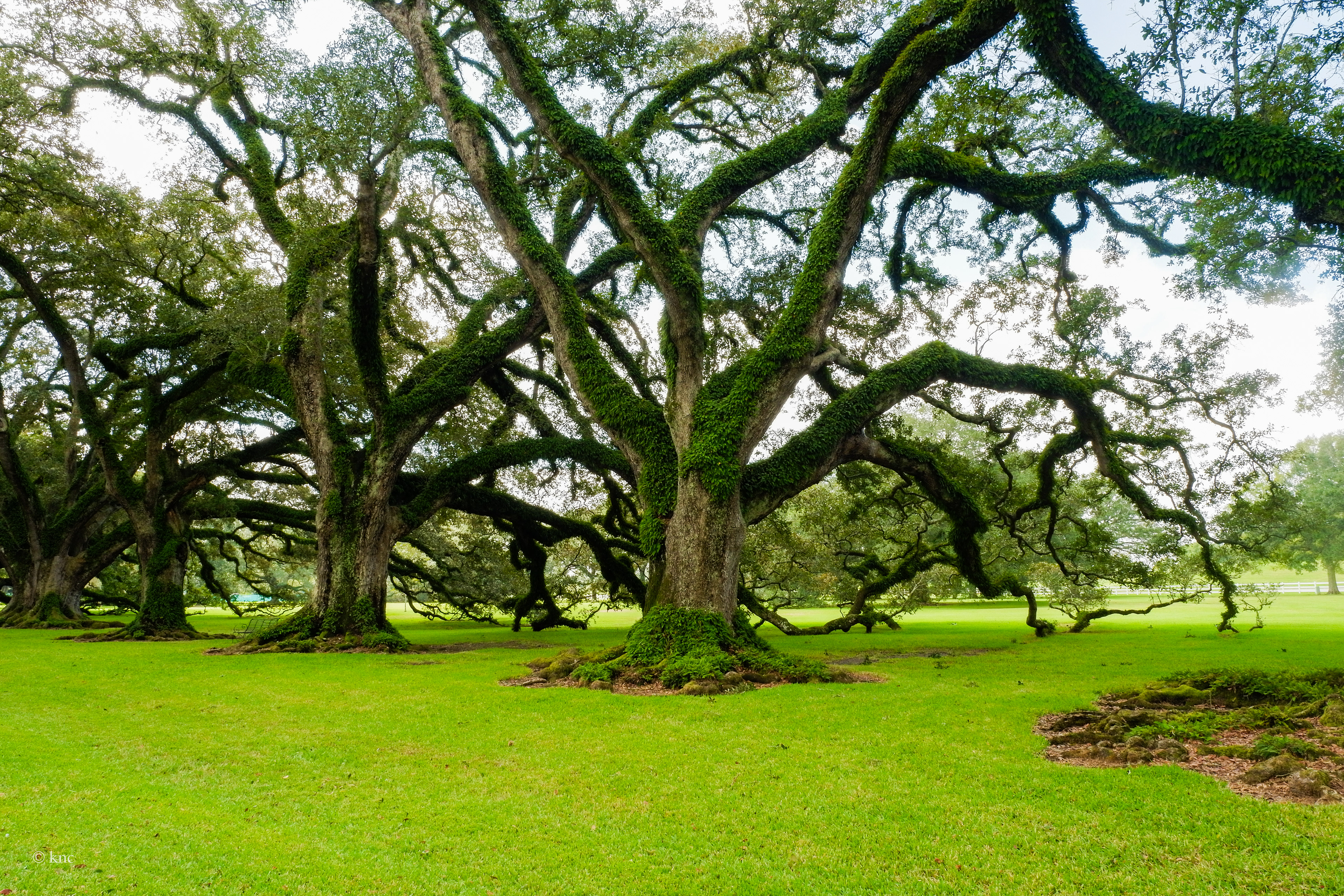 Oak Alley Plantation