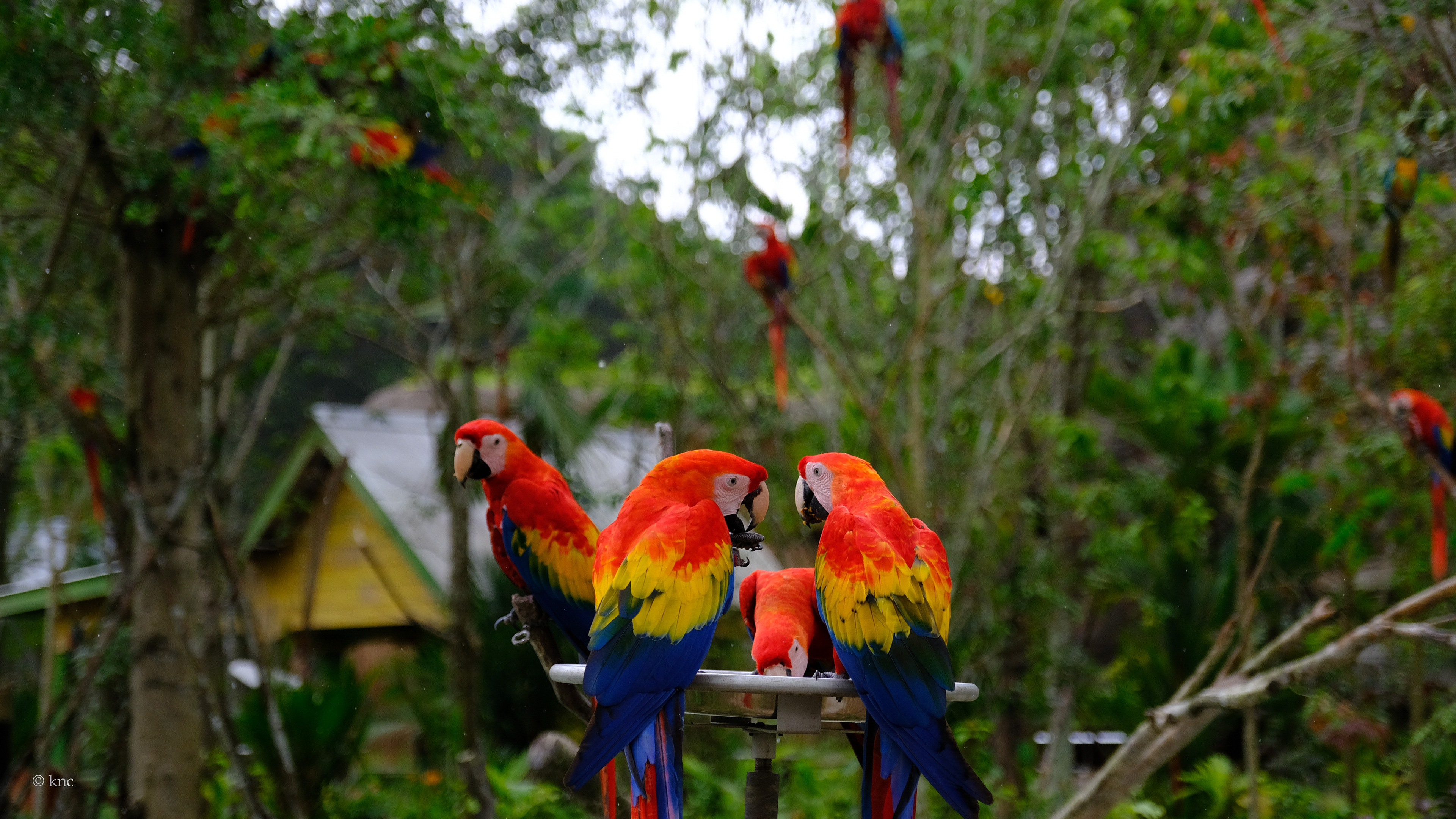 Mandai Wildlife Reserve Bird Paradise