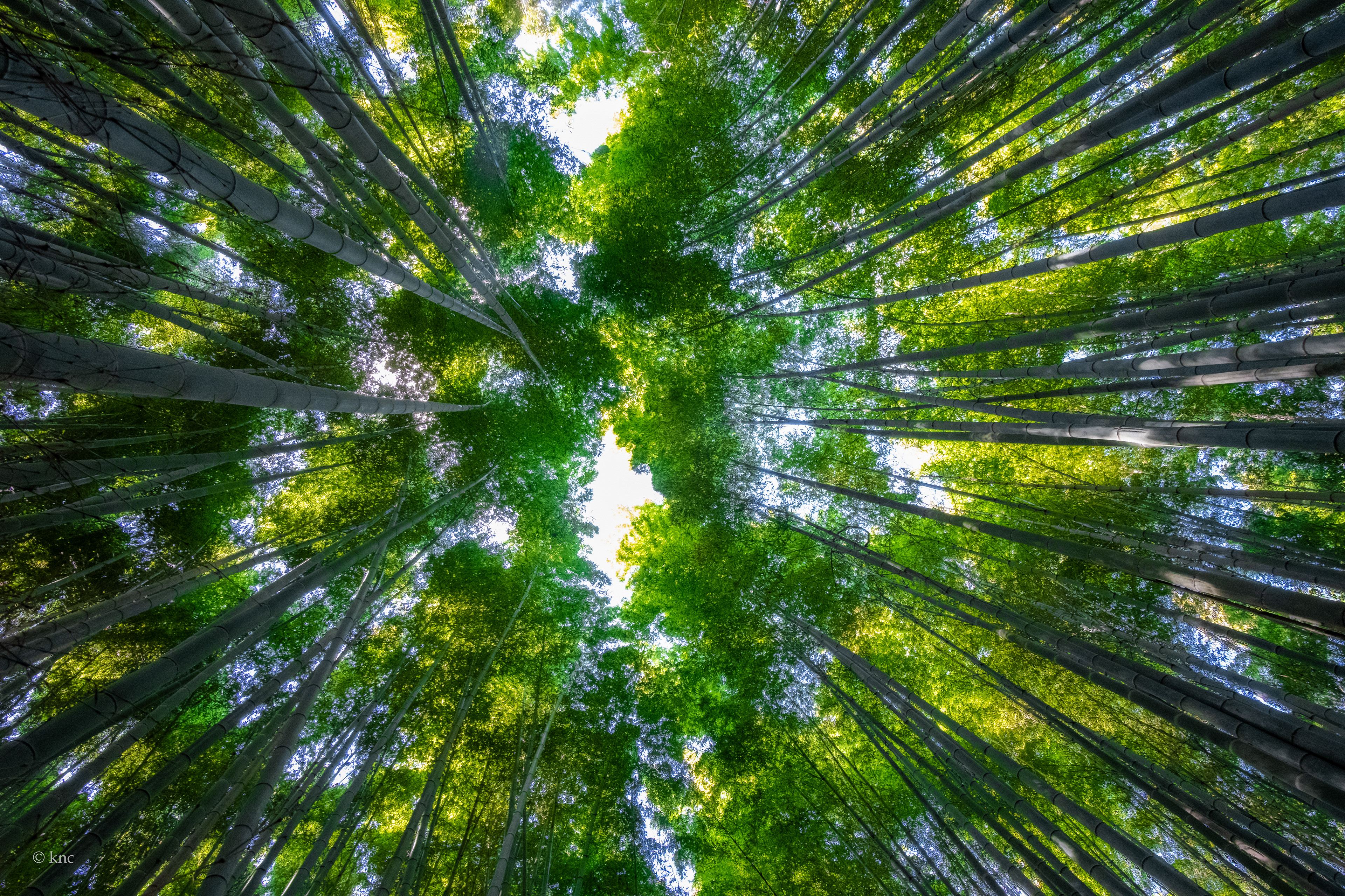  Arashiyama Bamboo Grove