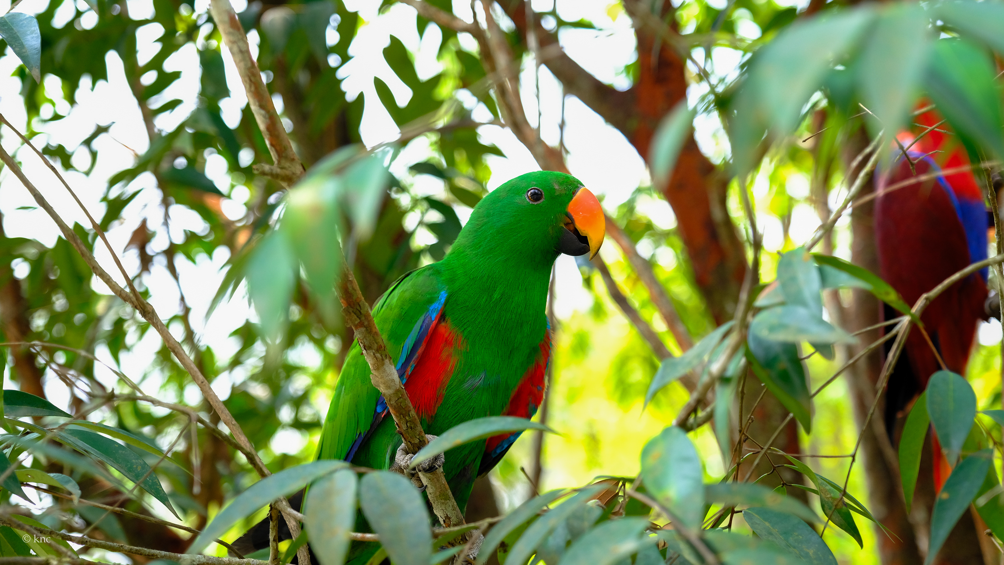 Mandai Wildlife Reserve Bird Paradise