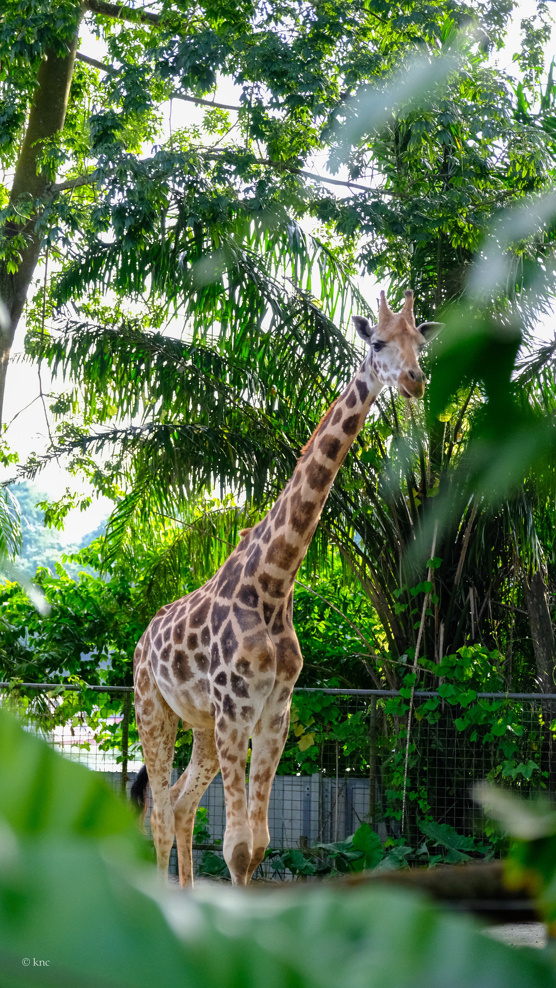 Mandai Wildlife Reserve Singapore Zoo