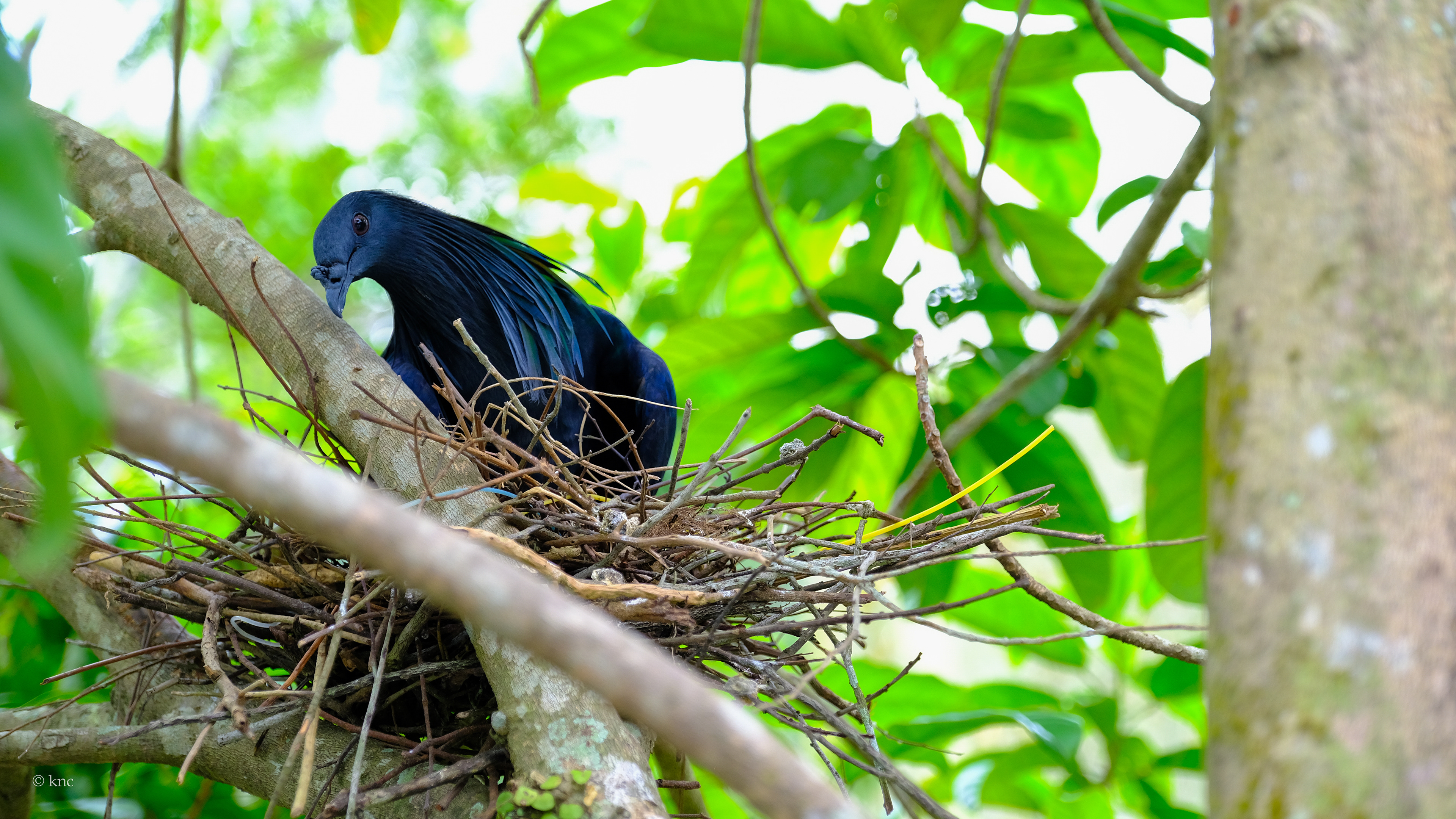 Mandai Wildlife Reserve Bird Paradise