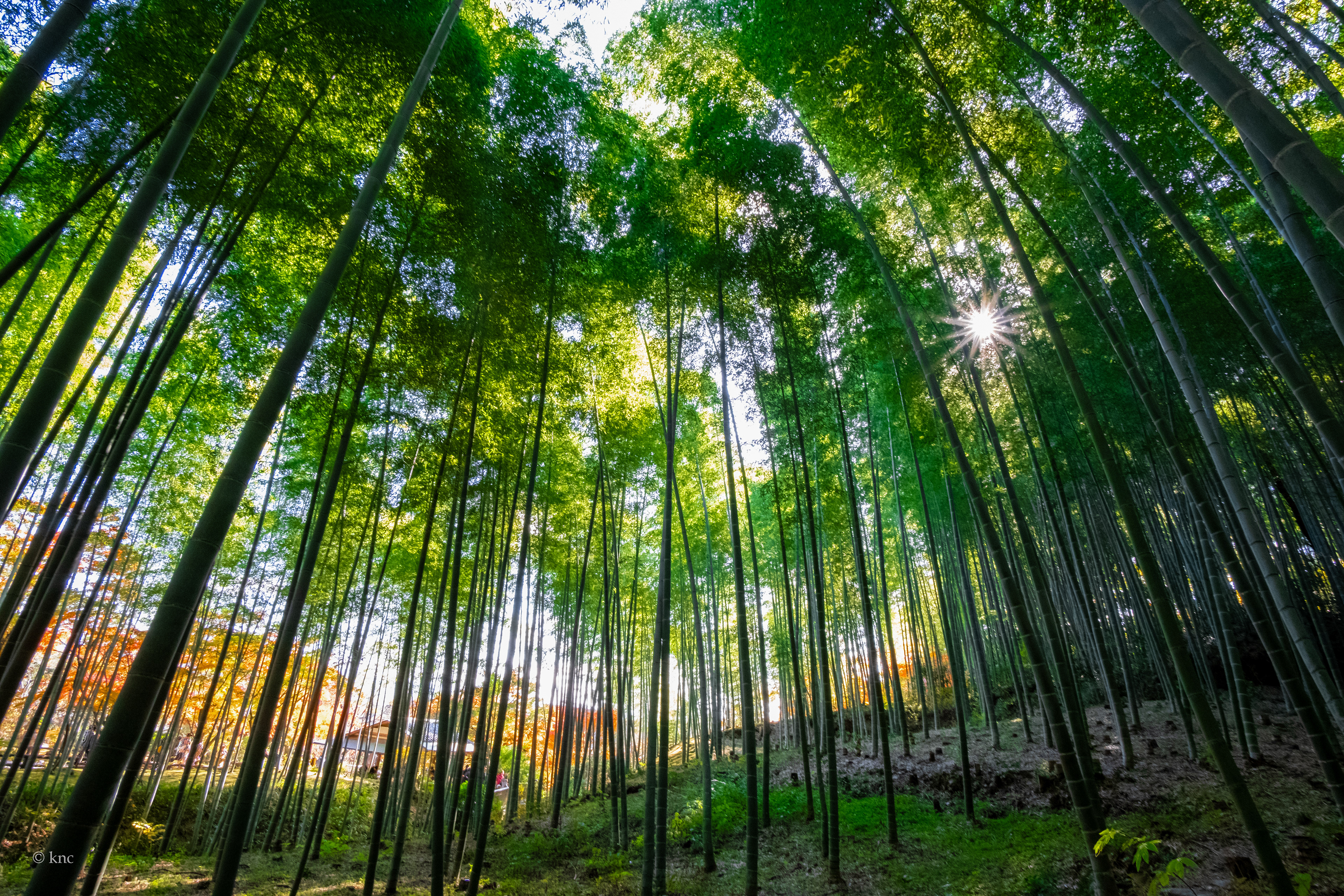  Arashiyama Bamboo Grove