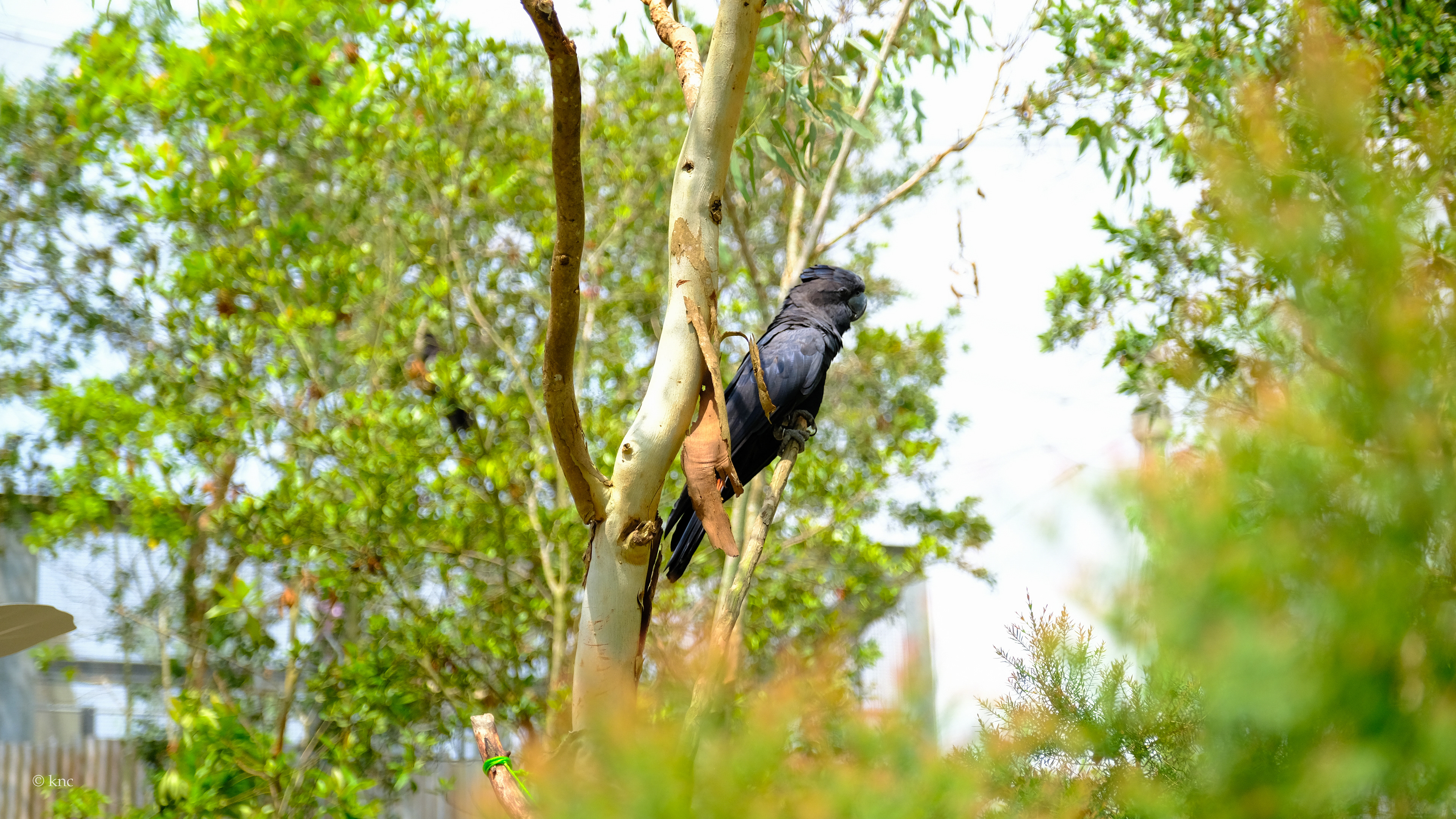 Mandai Wildlife Reserve Bird Paradise