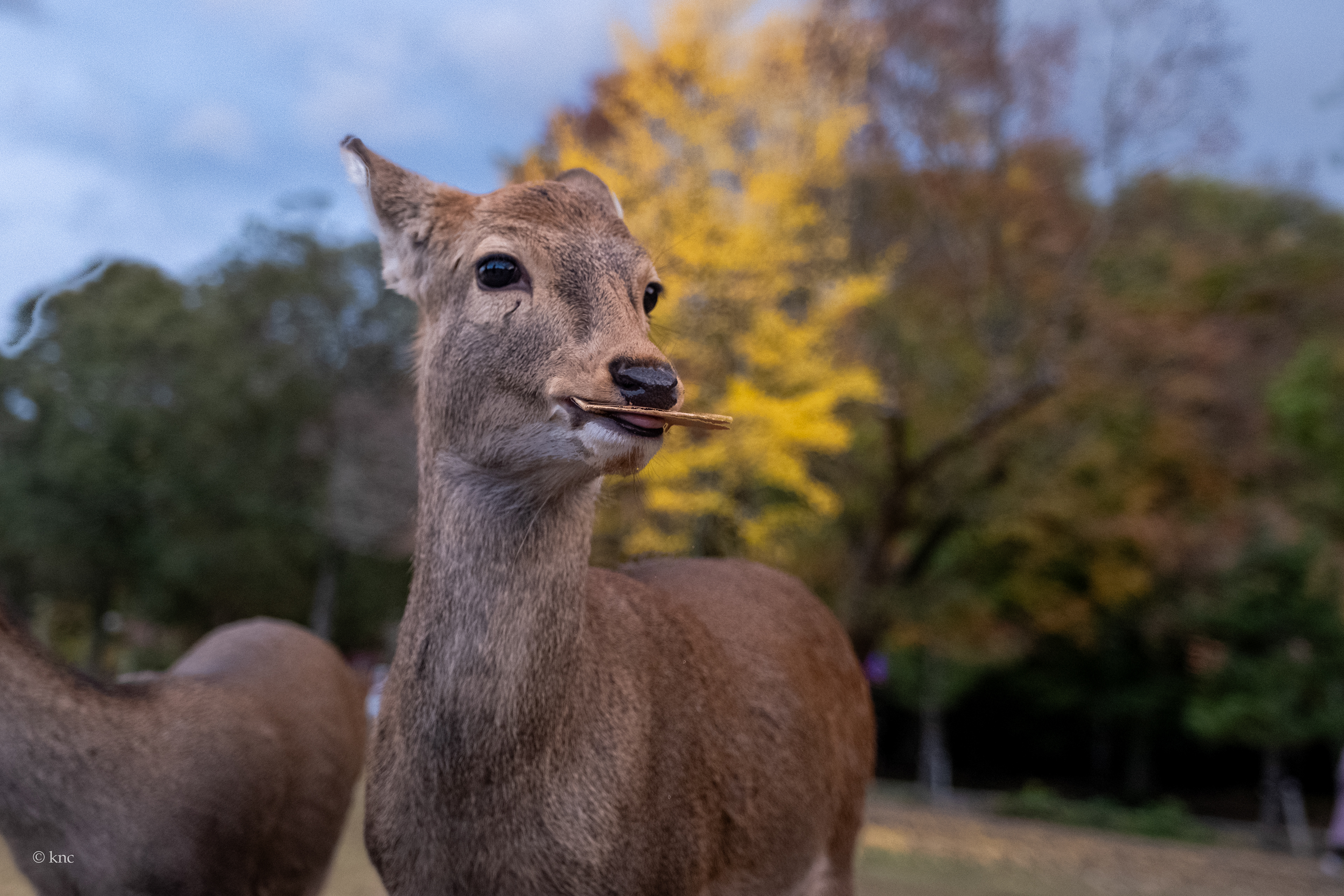 Nara Deer Park