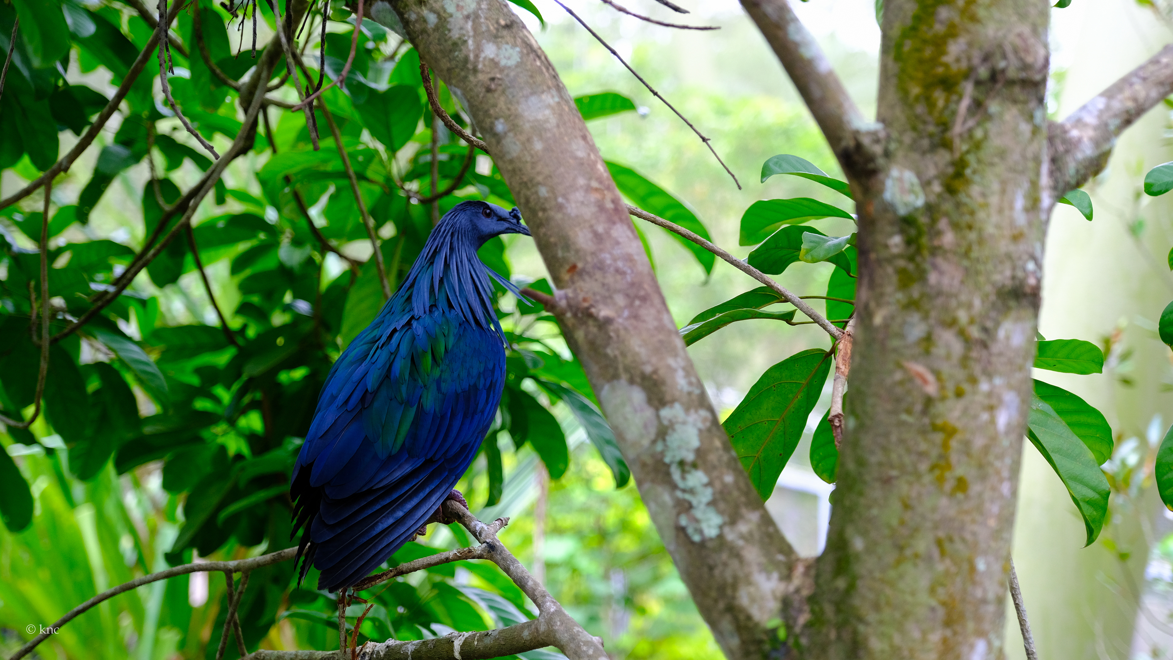 Mandai Wildlife Reserve Bird Paradise