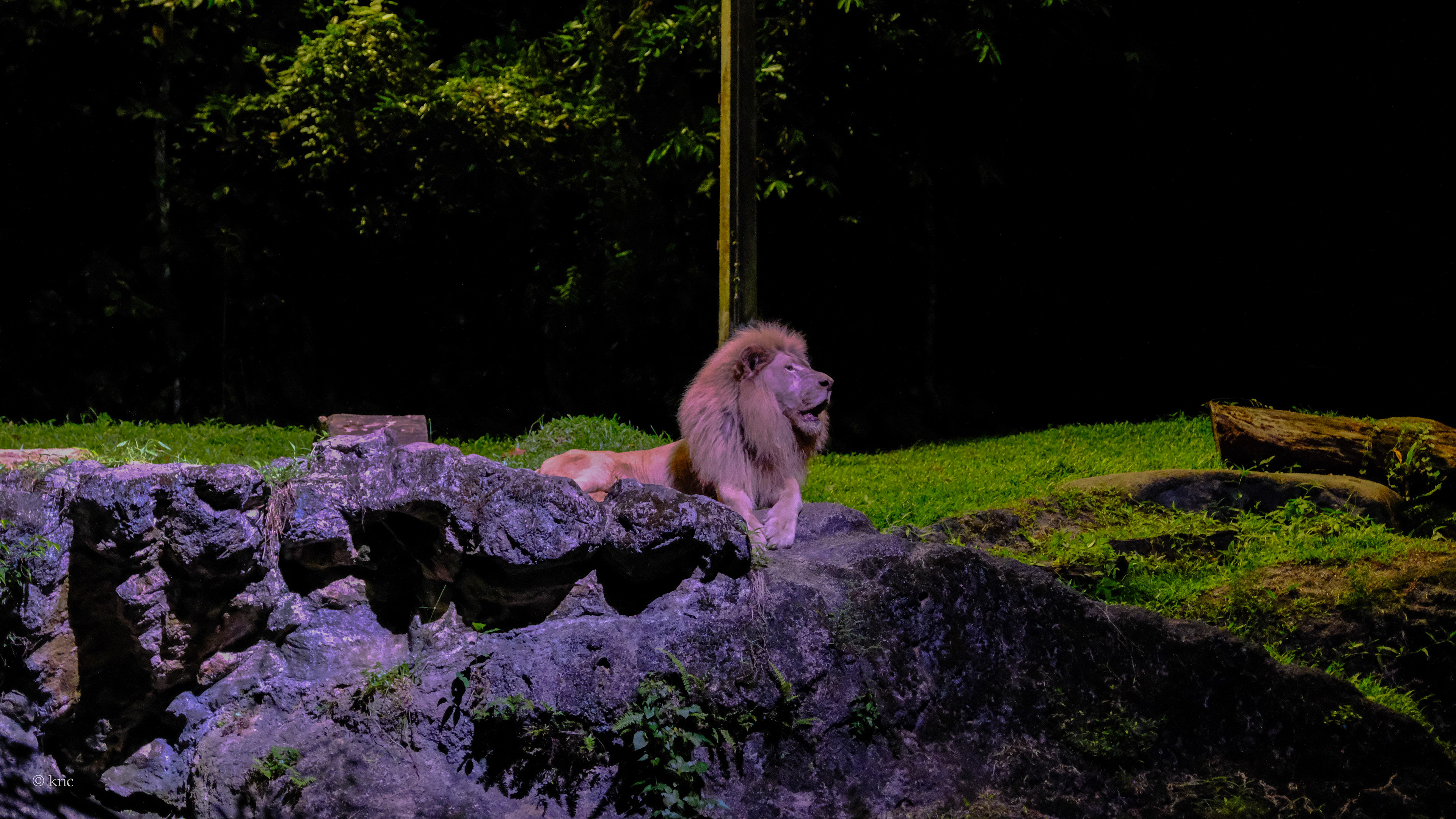 Mandai Wildlife Reserve Night Safari