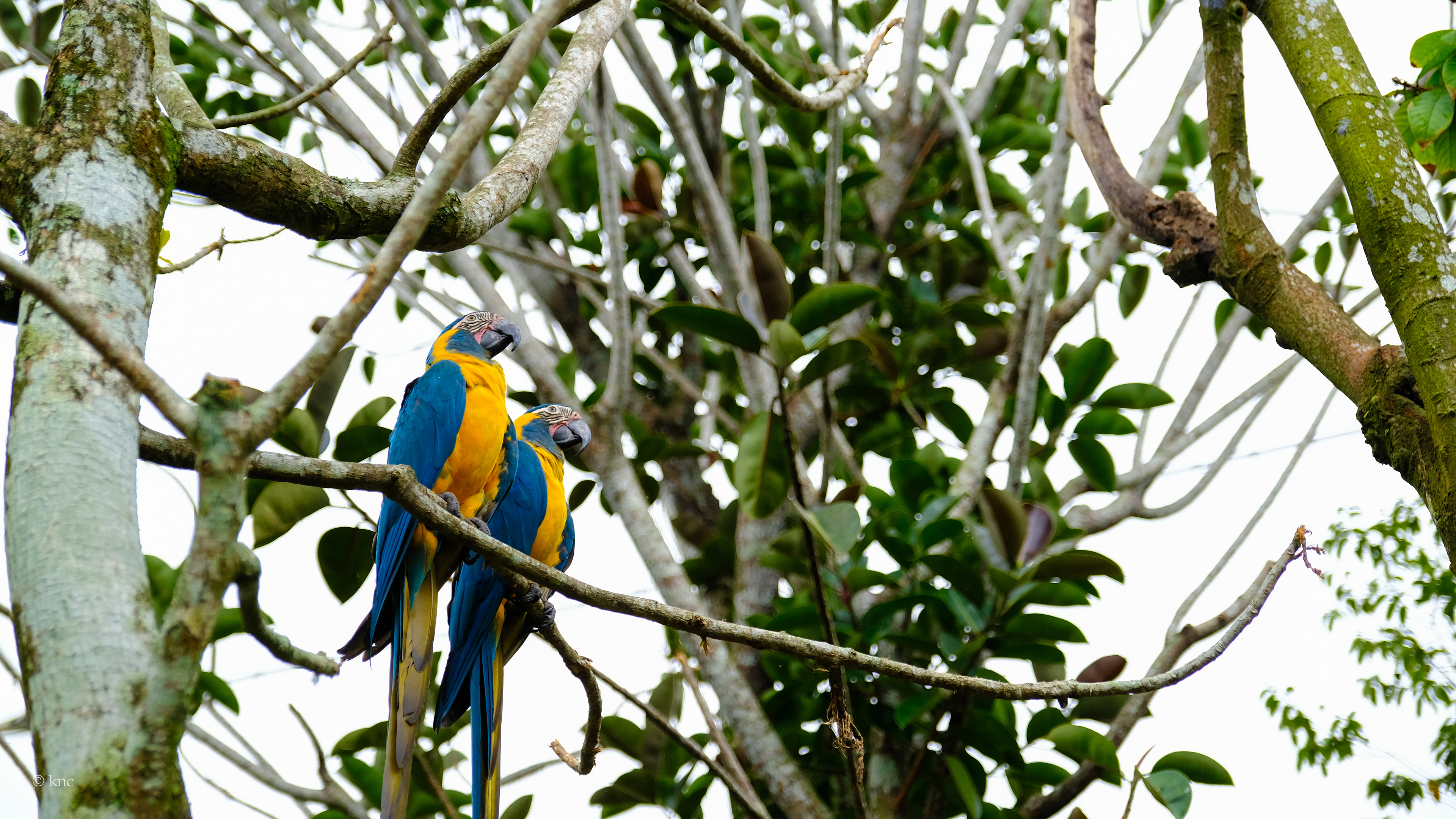 Mandai Wildlife Reserve Bird Paradise