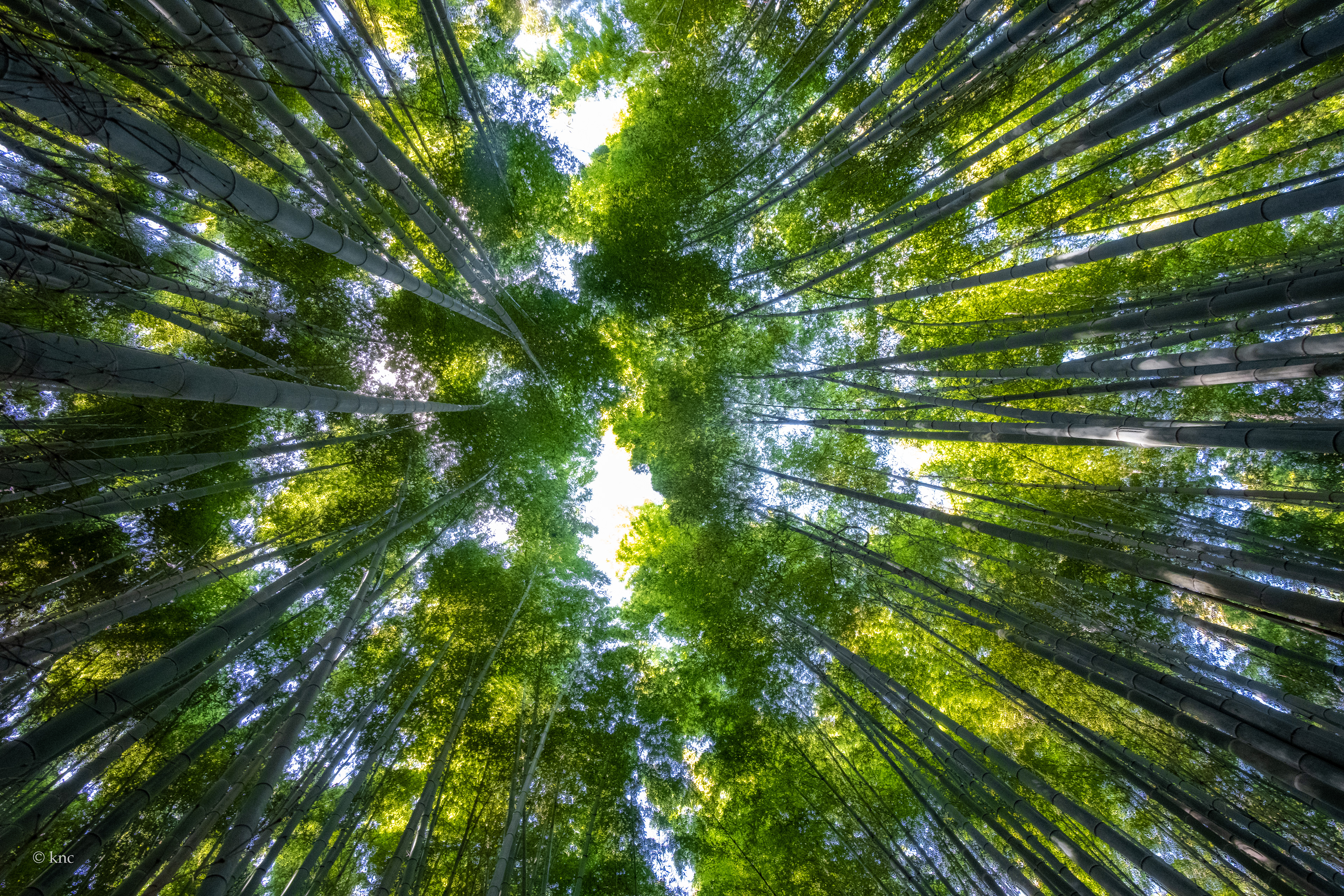 Arashiyama Bamboo Grove