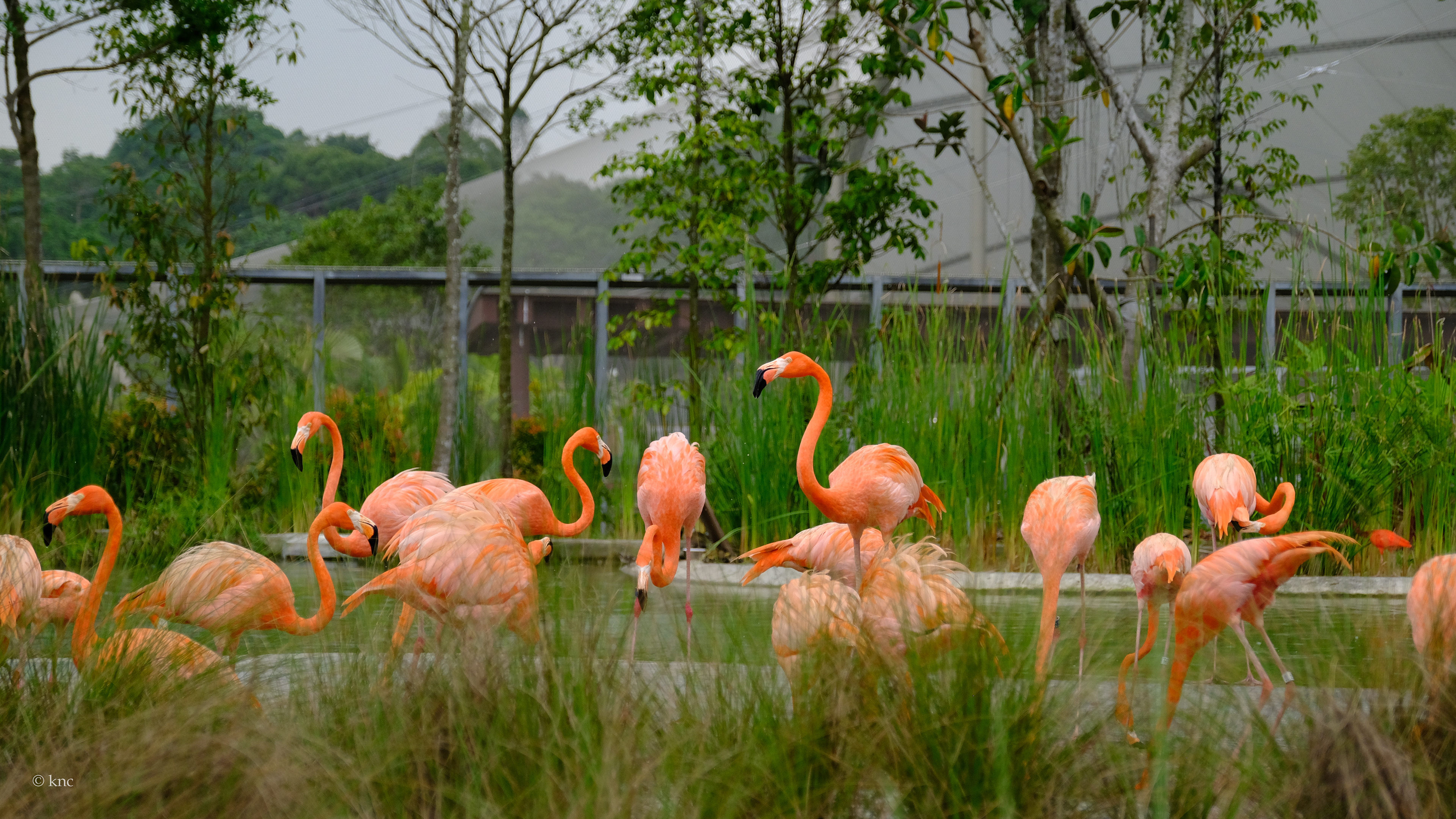 Mandai Wildlife Reserve Bird Paradise