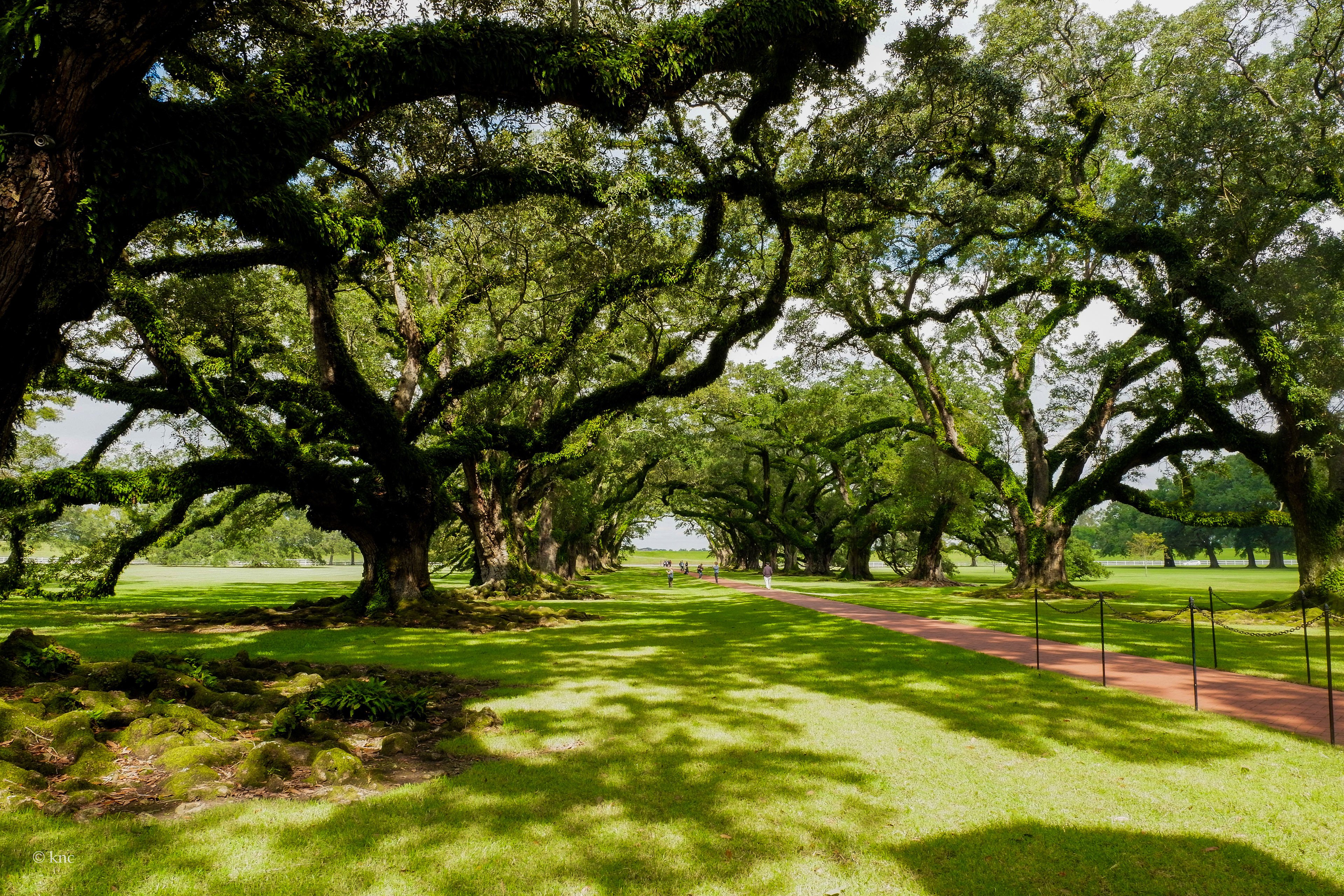 Oak Alley Plantation