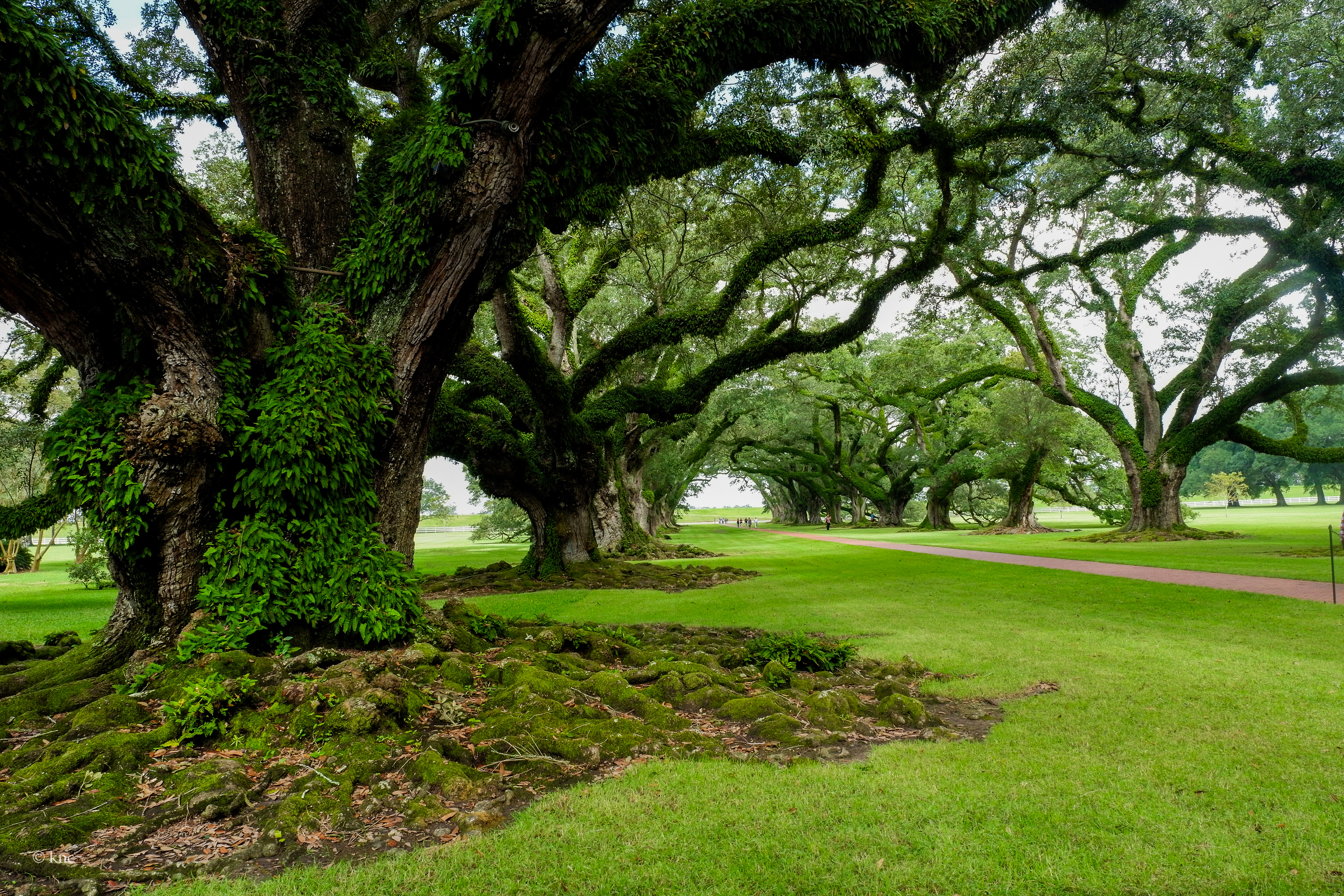 Oak Alley Plantation