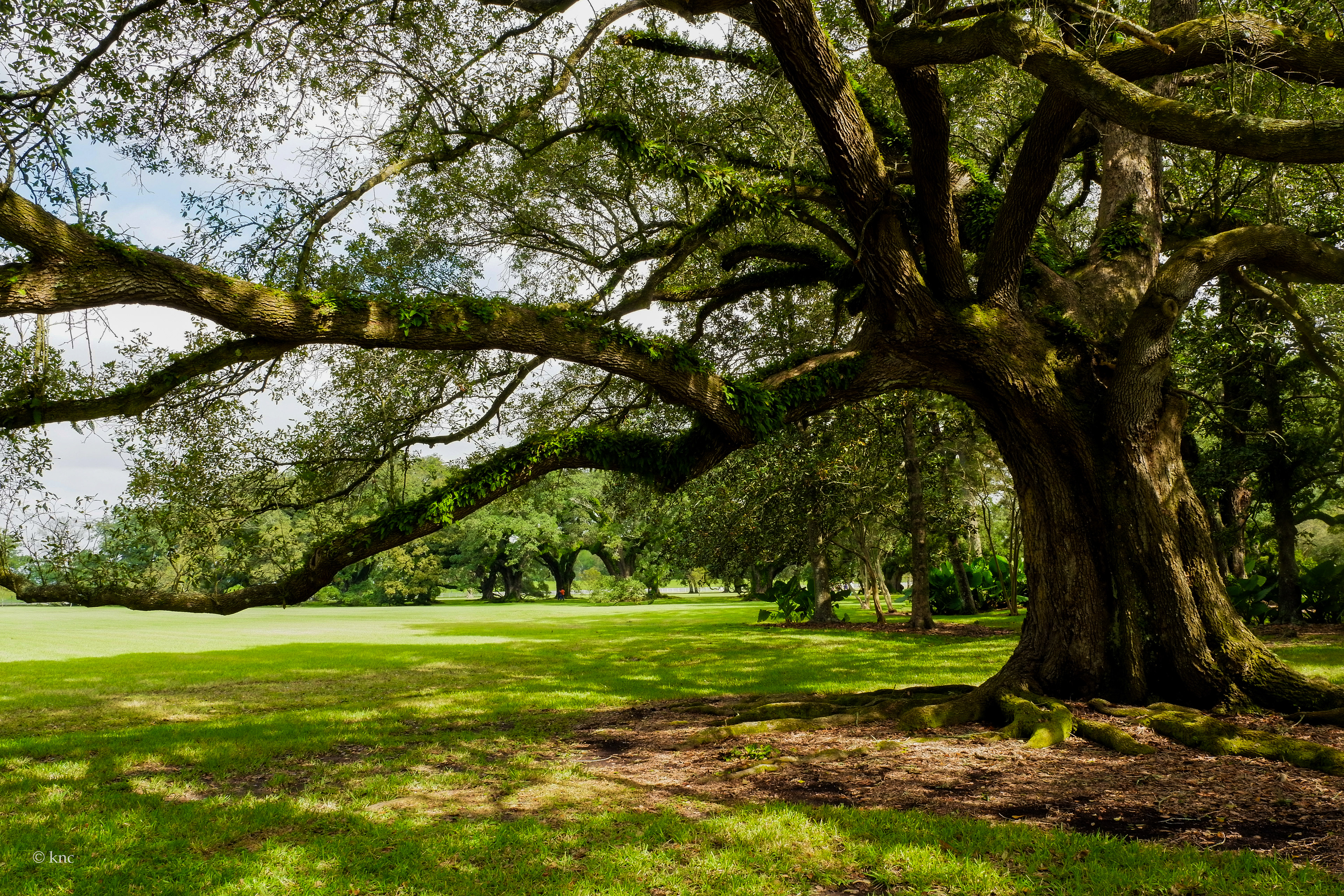 Oak Alley Plantation