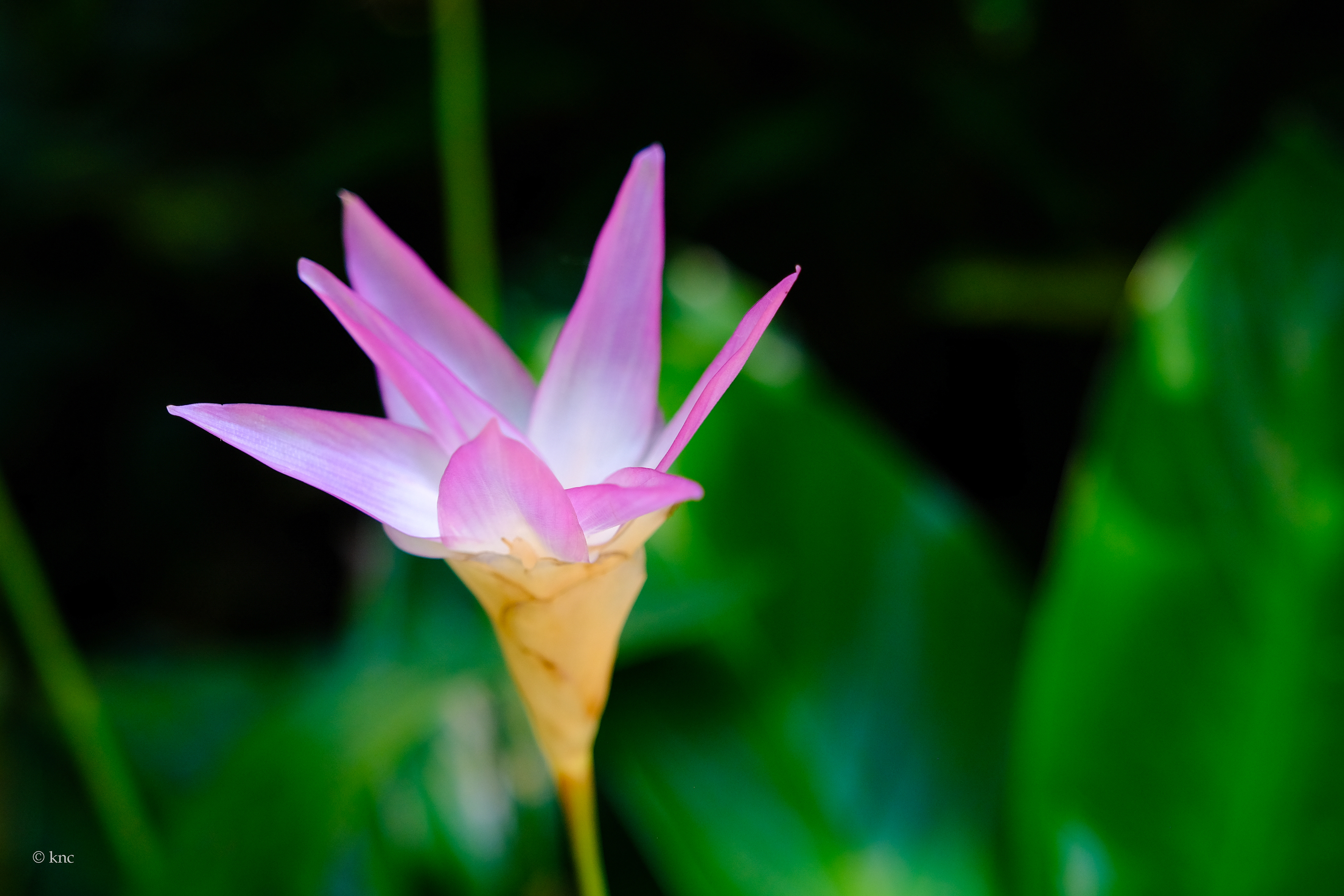 Botanic Garden