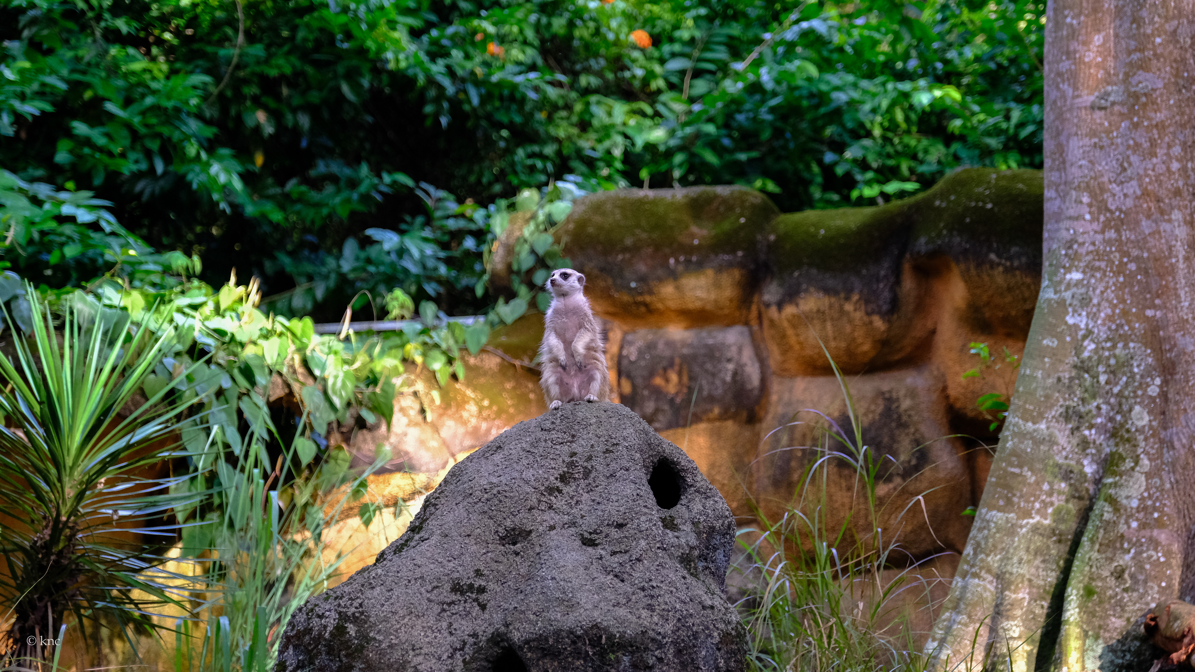 Mandai Wildlife Reserve Singapore Zoo