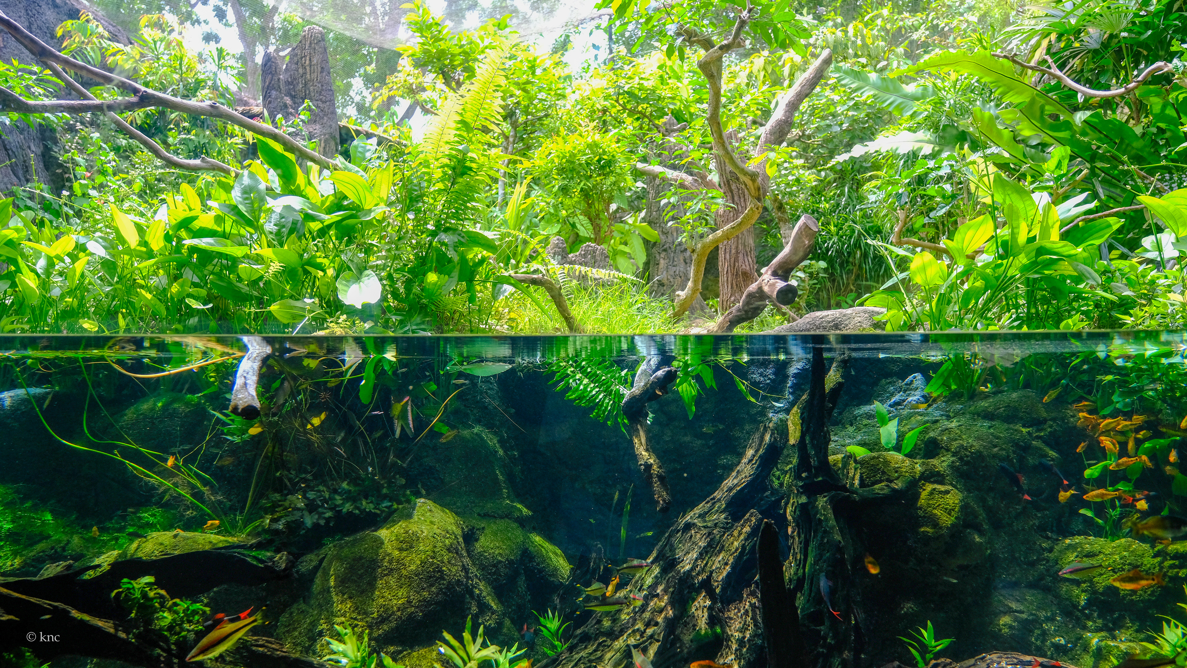 Mandai Wildlife Reserve River Wonders