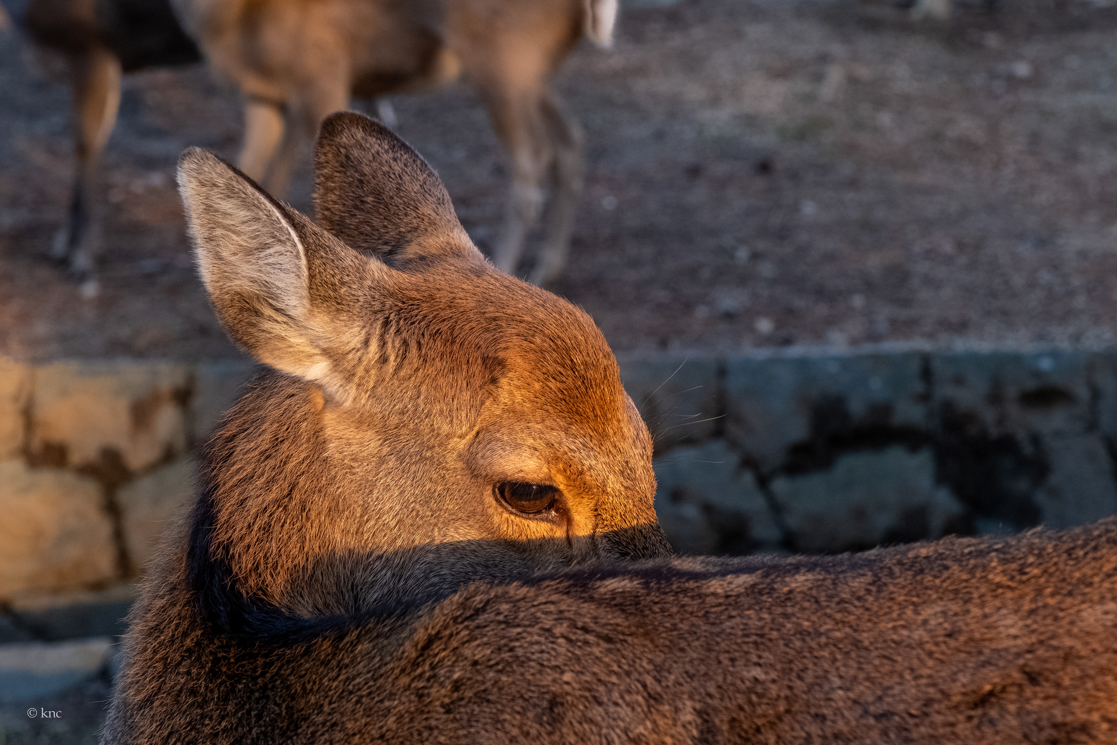 Nara Deer Park