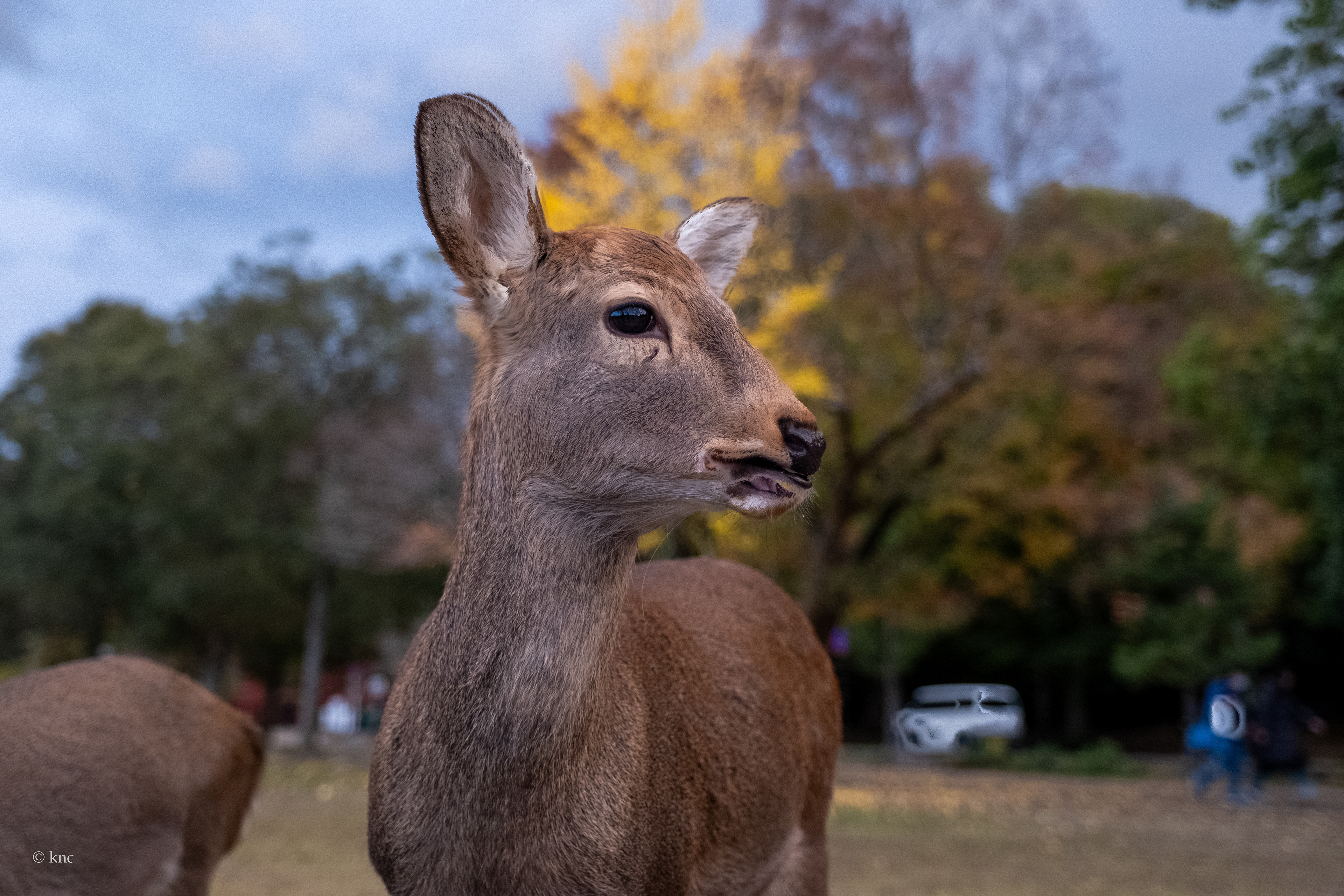 Nara Deer Park