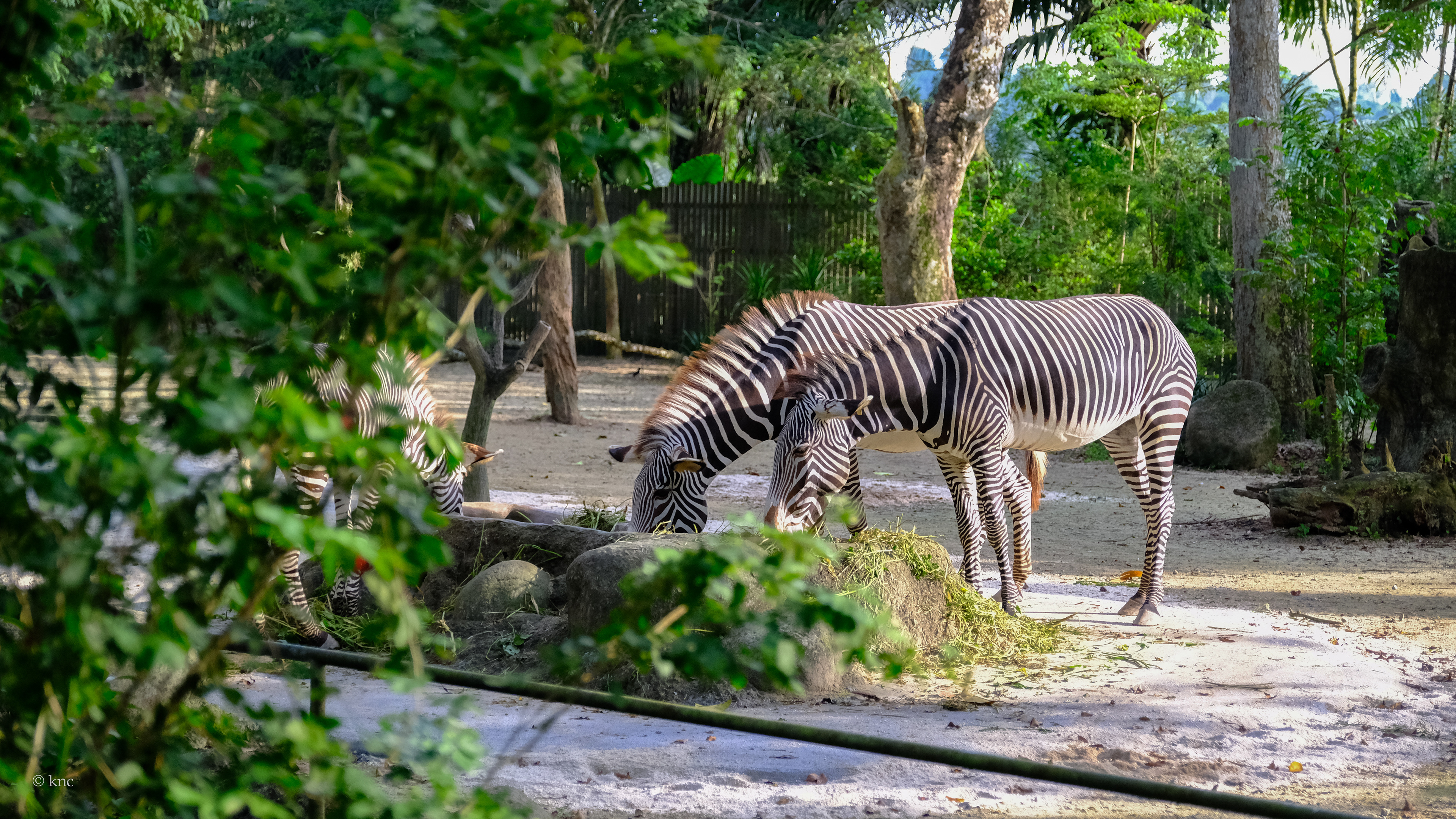 Mandai Wildlife Reserve Singapore Zoo