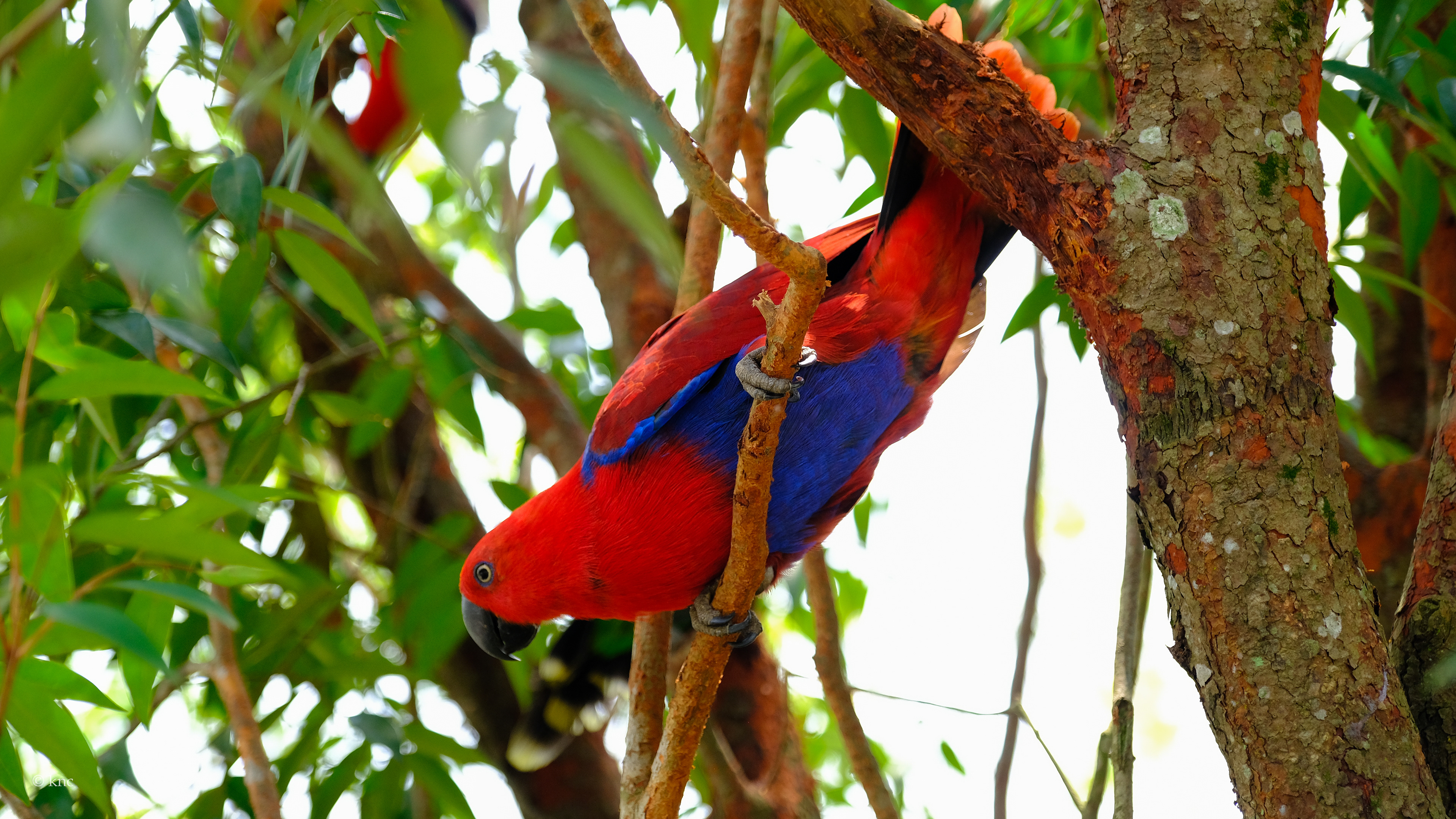 Mandai Wildlife Reserve Bird Paradise
