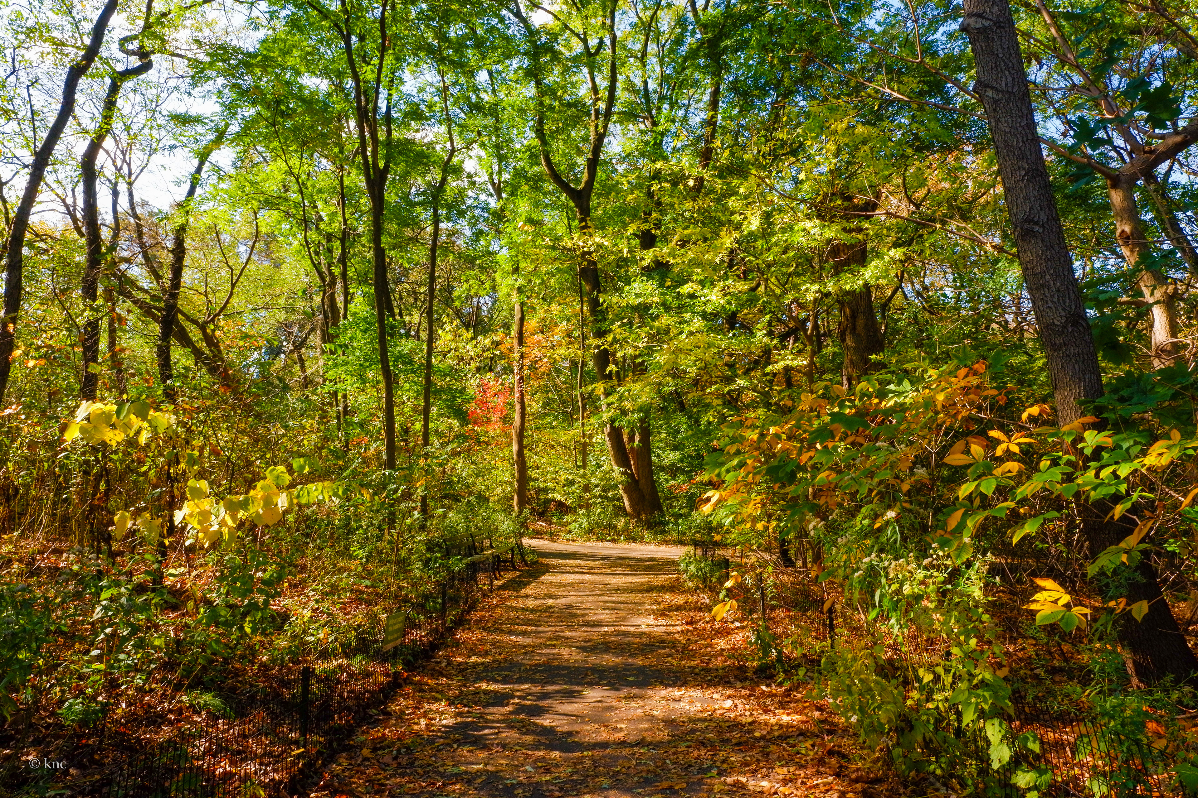 Central Park