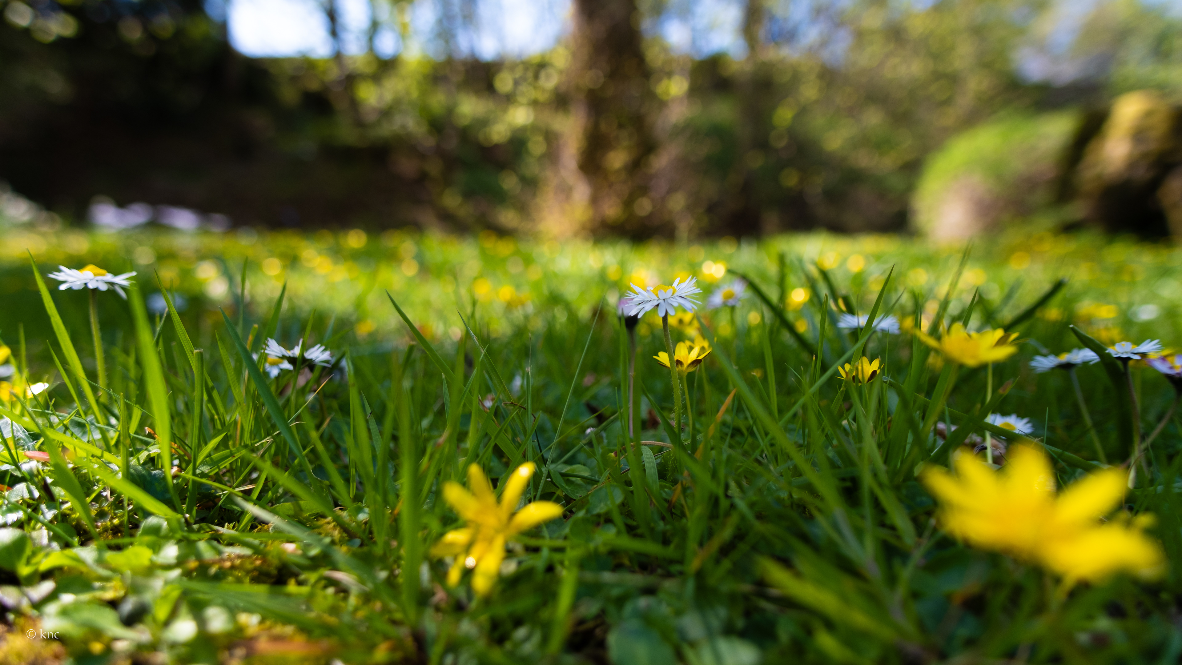 Dunvegan Gardens