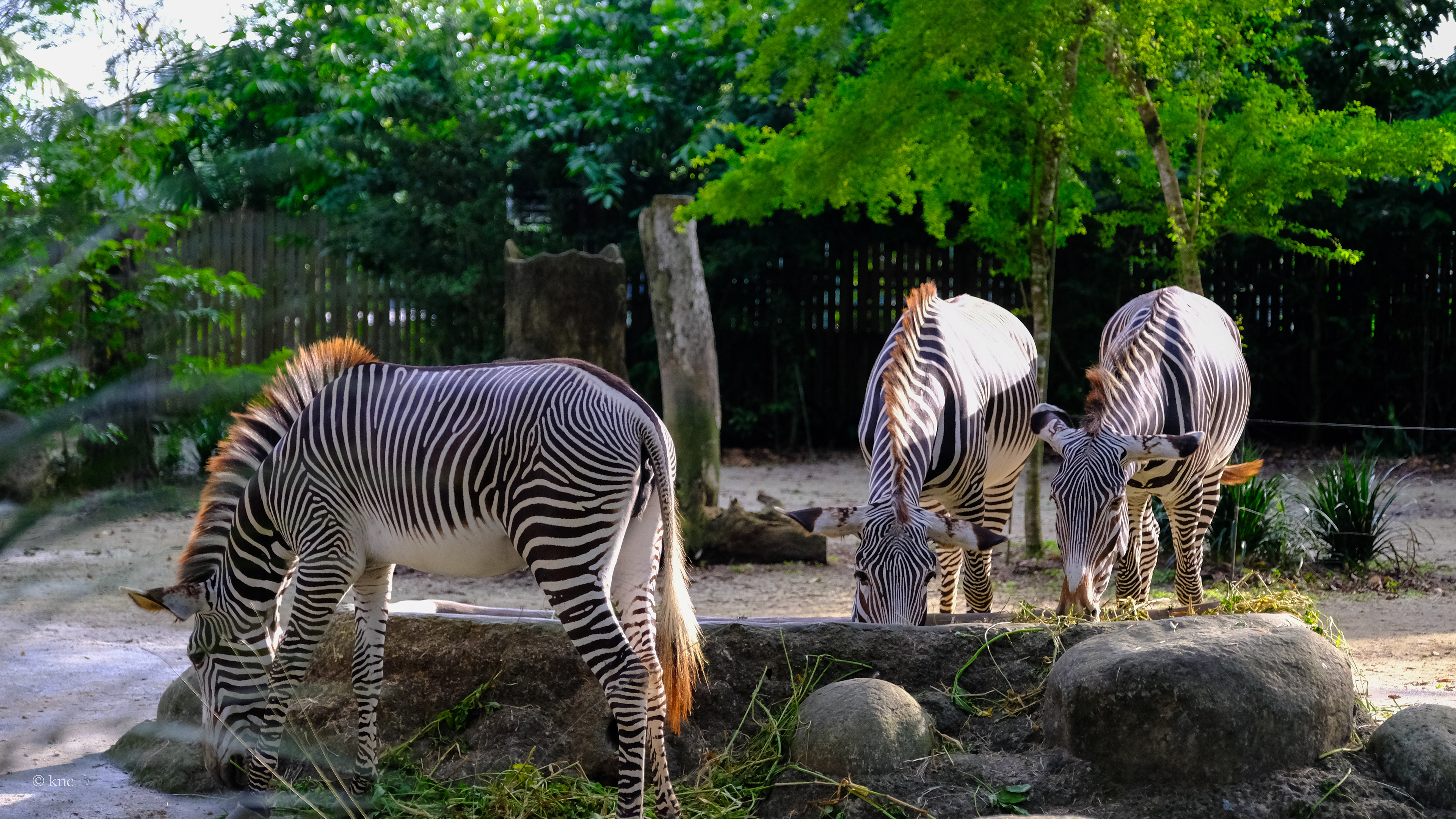 Mandai Wildlife Reserve Singapore Zoo