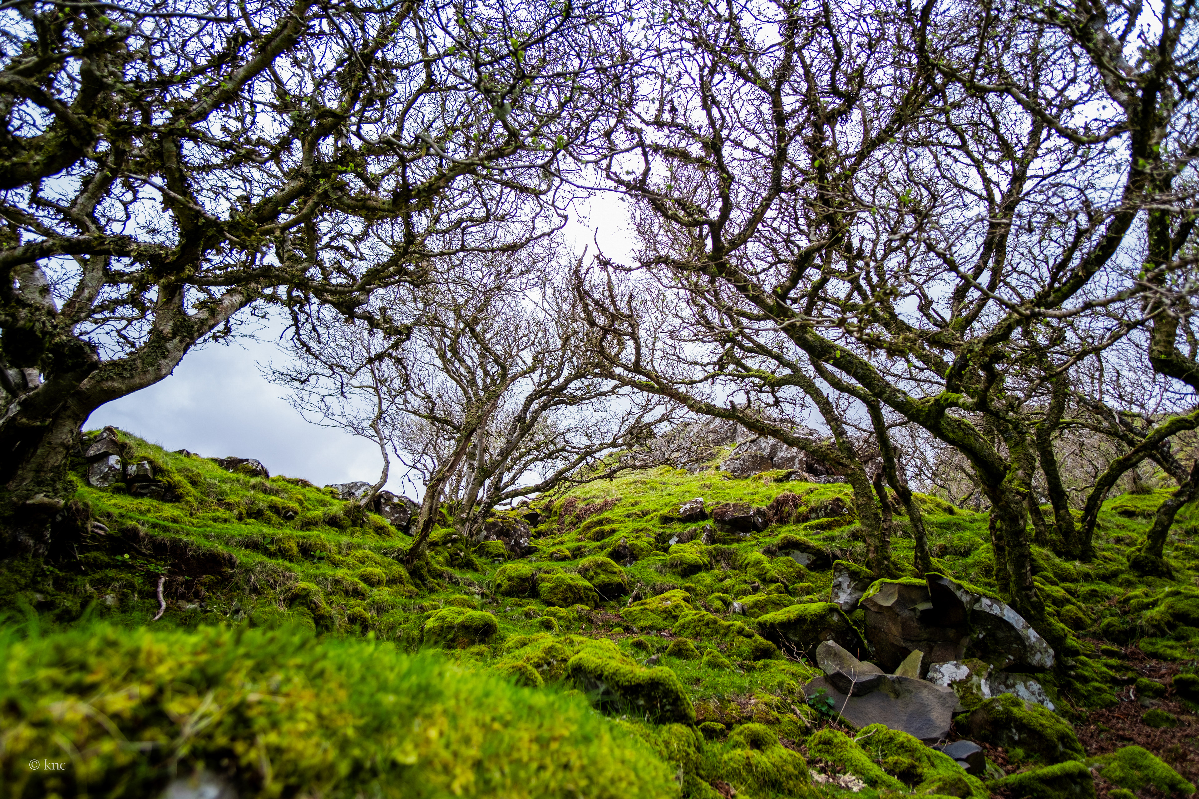 Fairy Glen