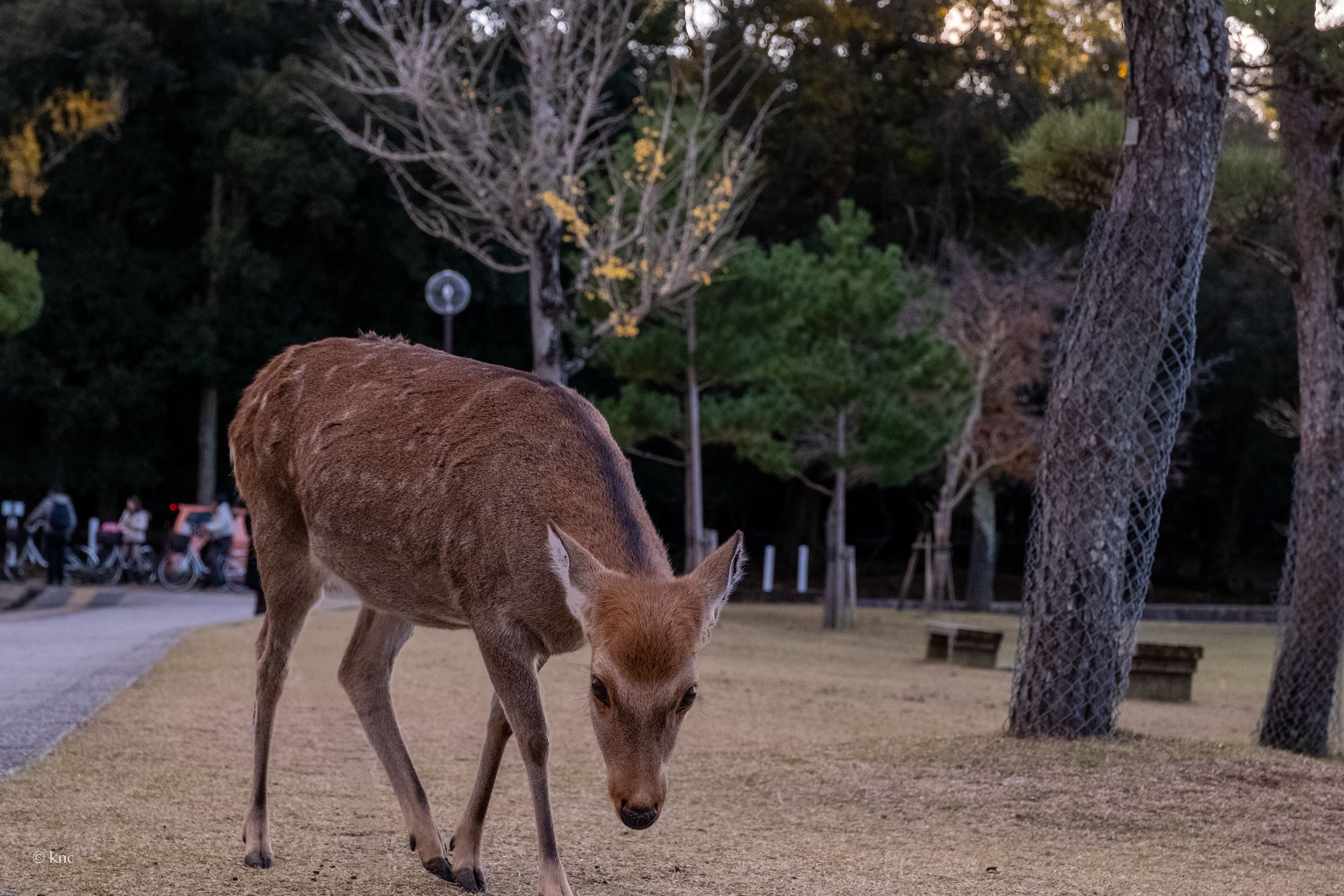 Nara Deer Park