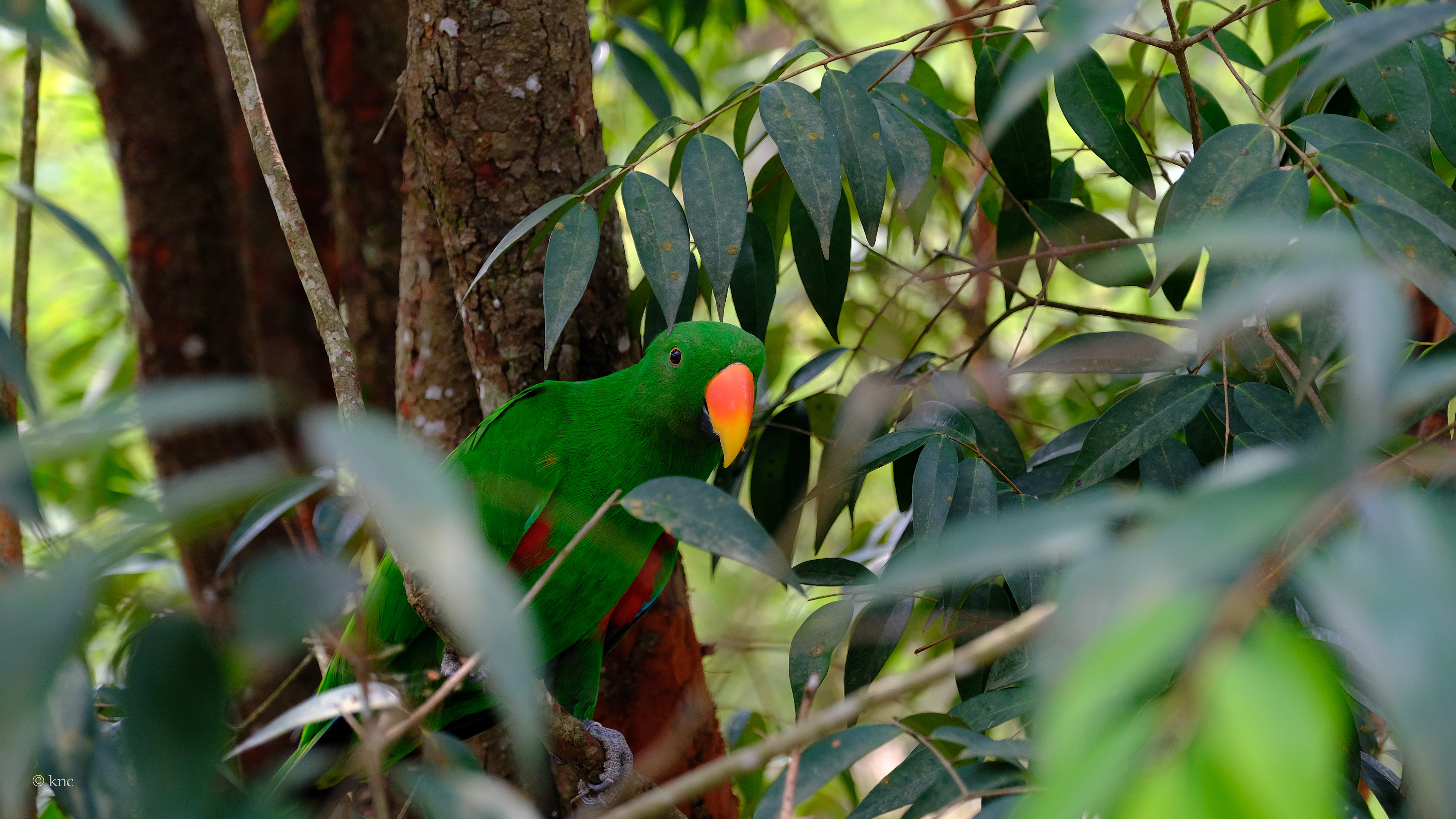 Mandai Wildlife Reserve Bird Paradise