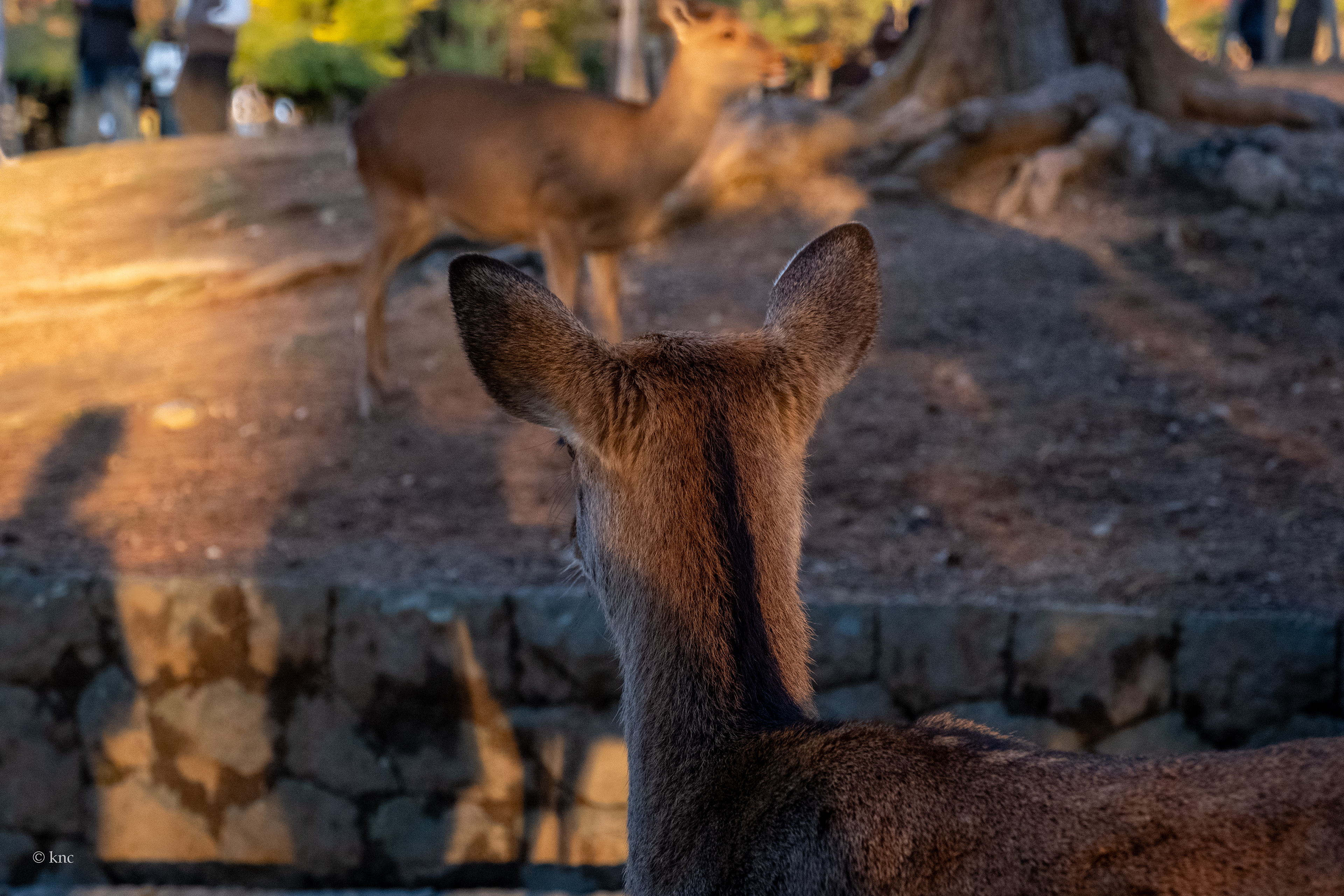 Nara Deer Park