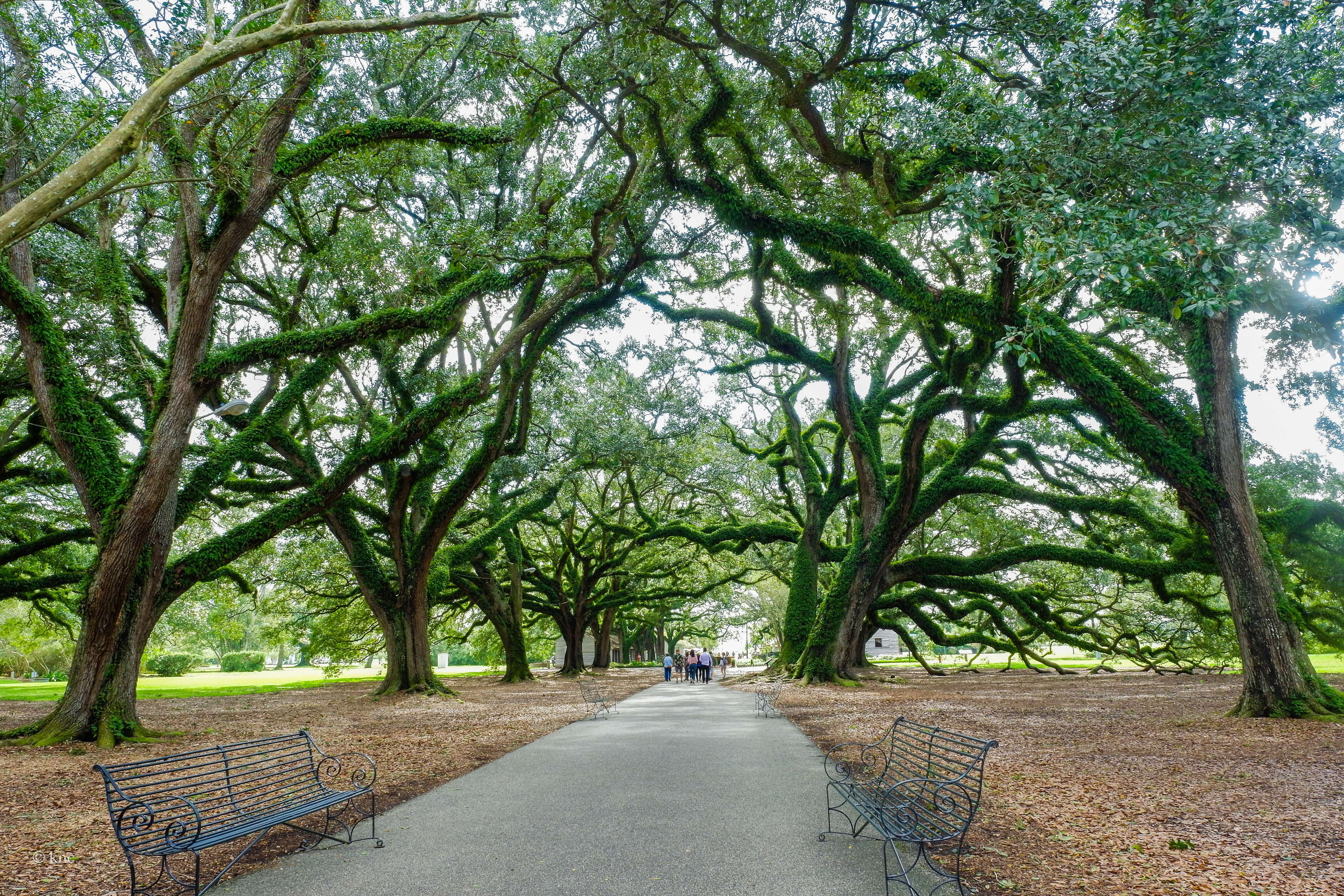 Oak Alley Plantation