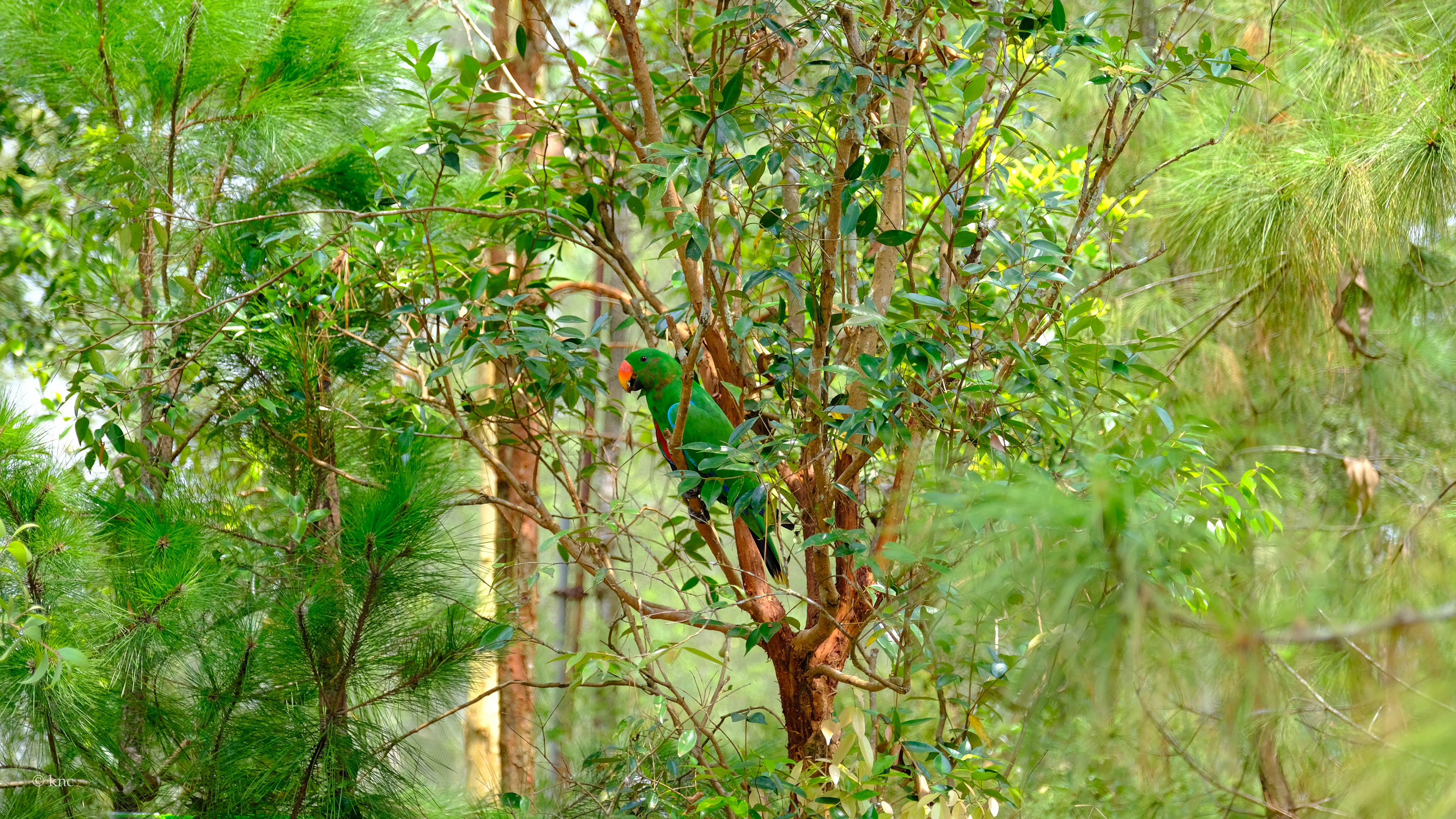 Mandai Wildlife Reserve Bird Paradise