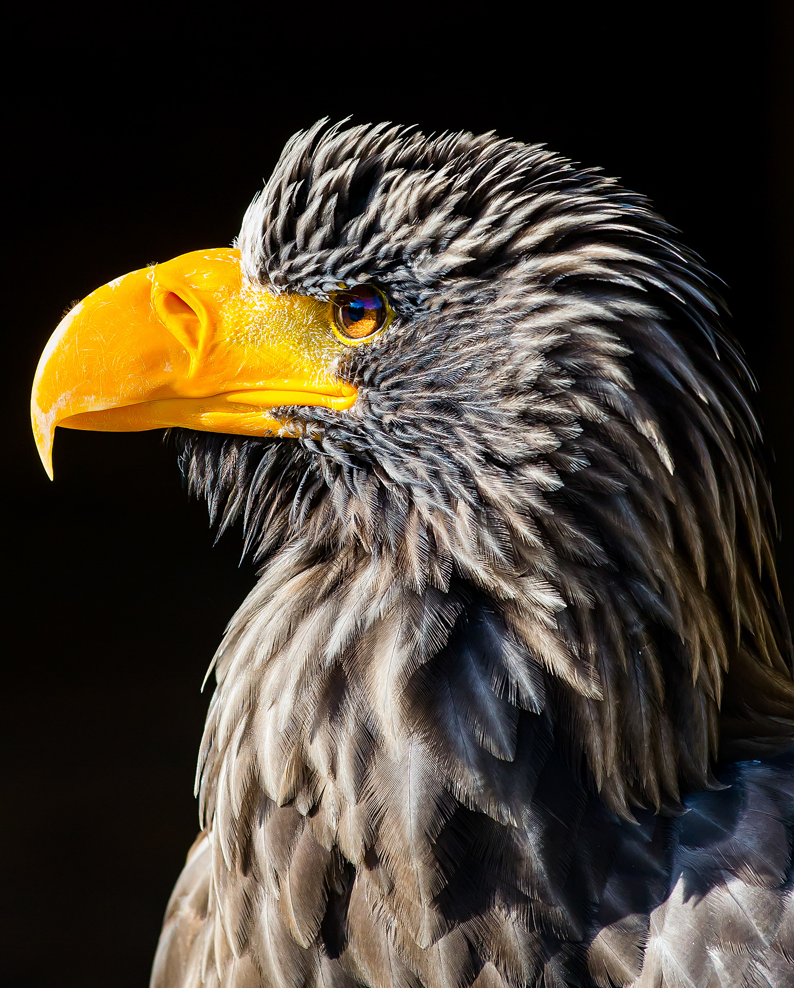Adler